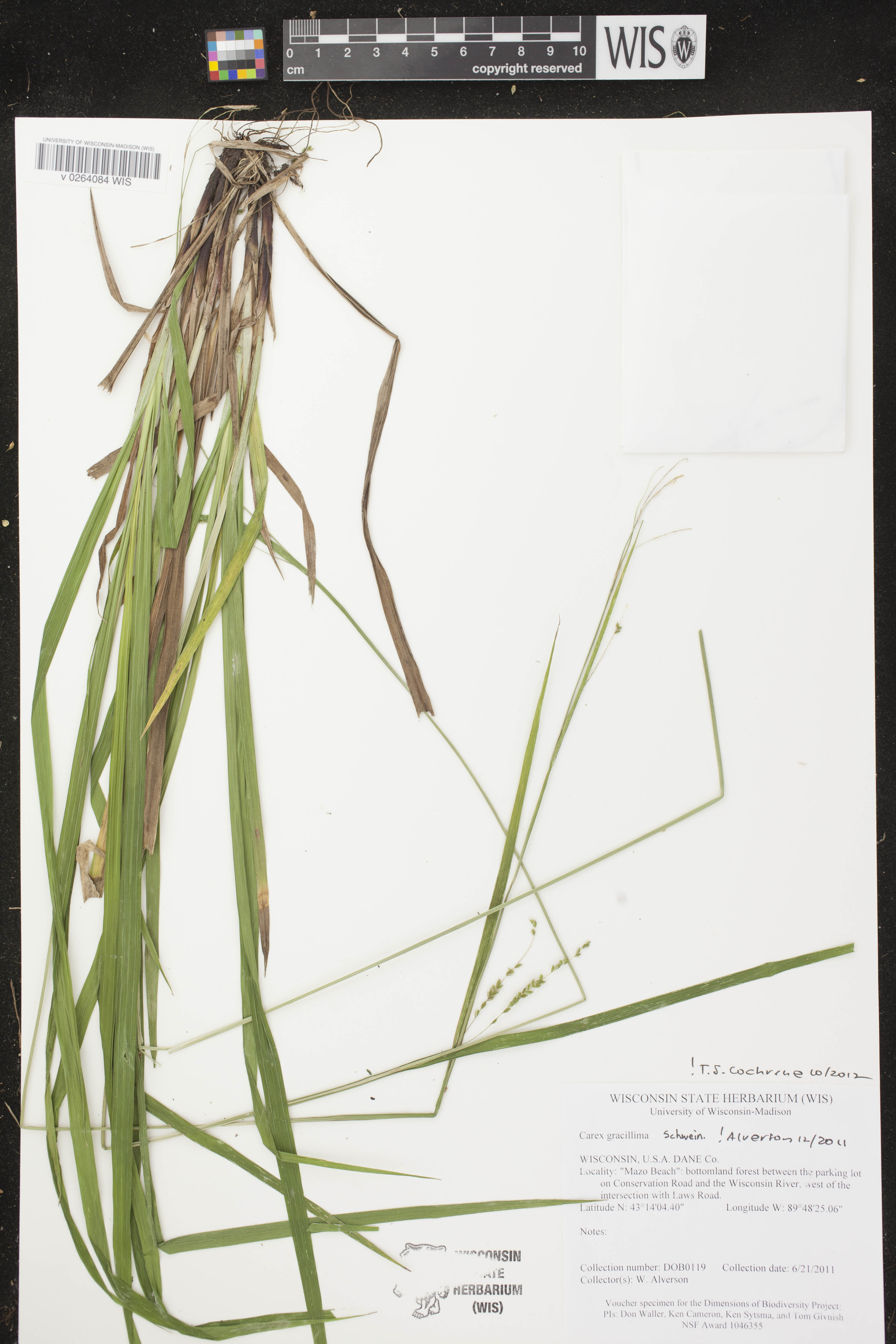Carex gracillima image