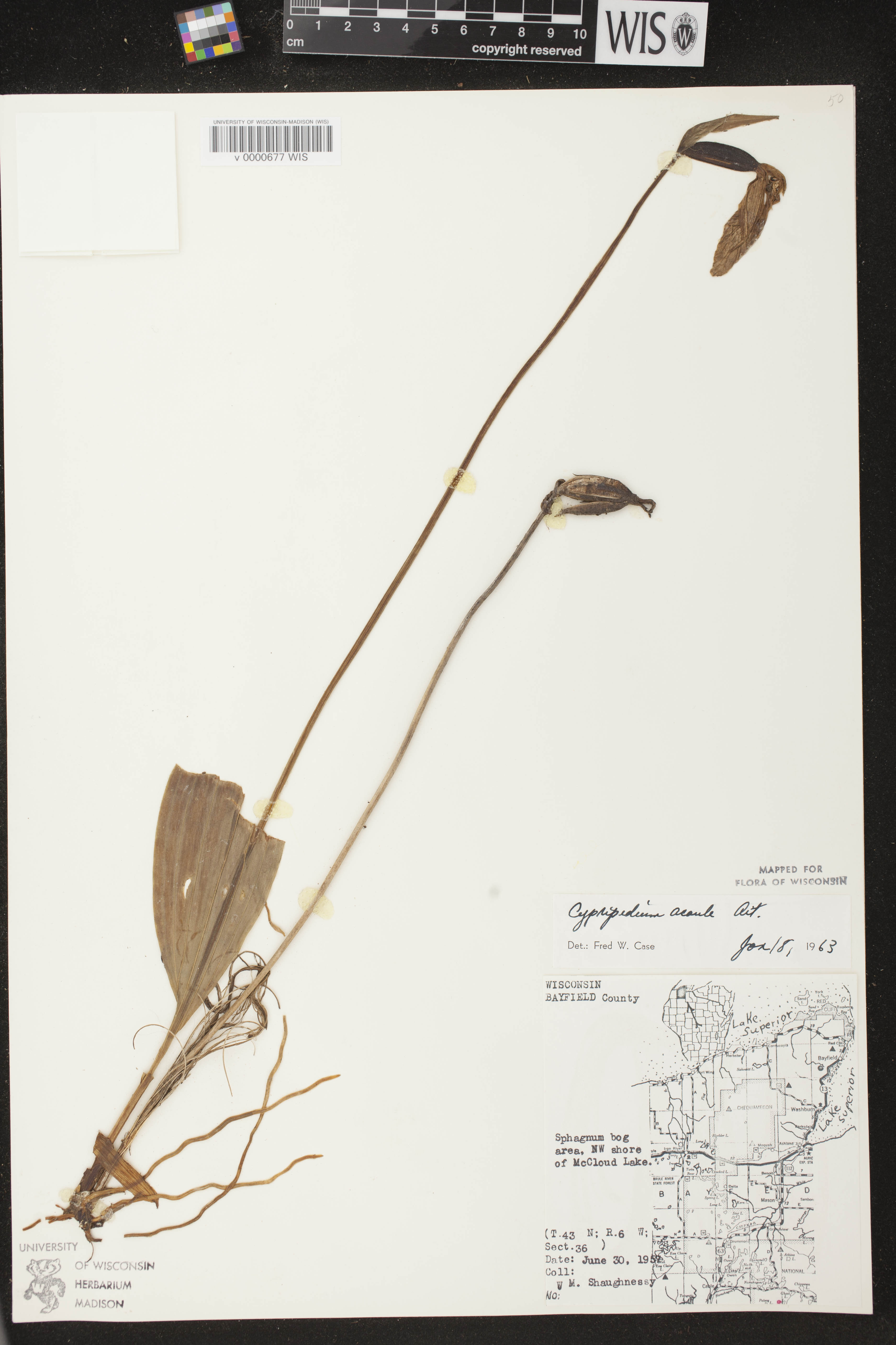 Cypripedium acaule image