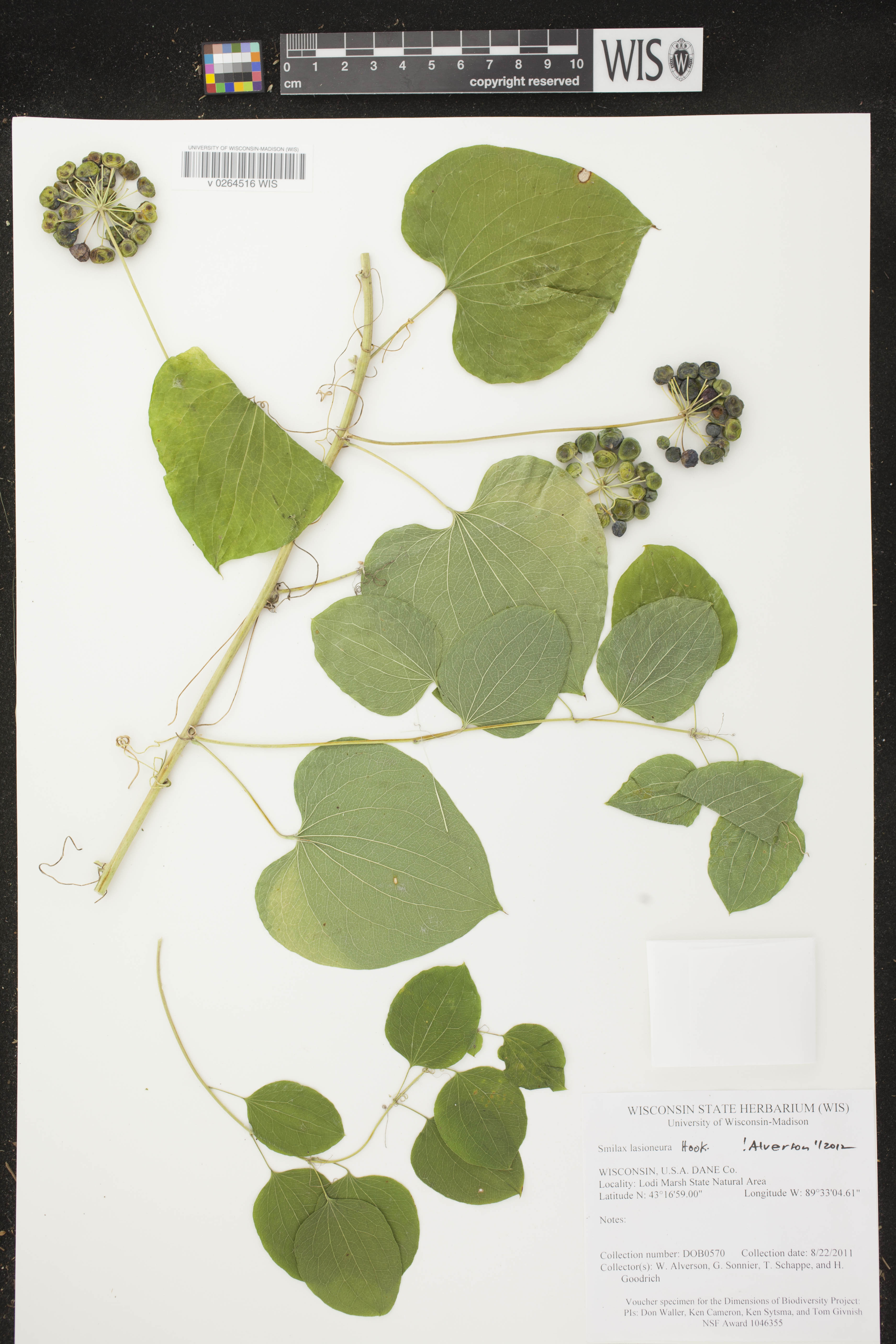 Smilax lasioneura image