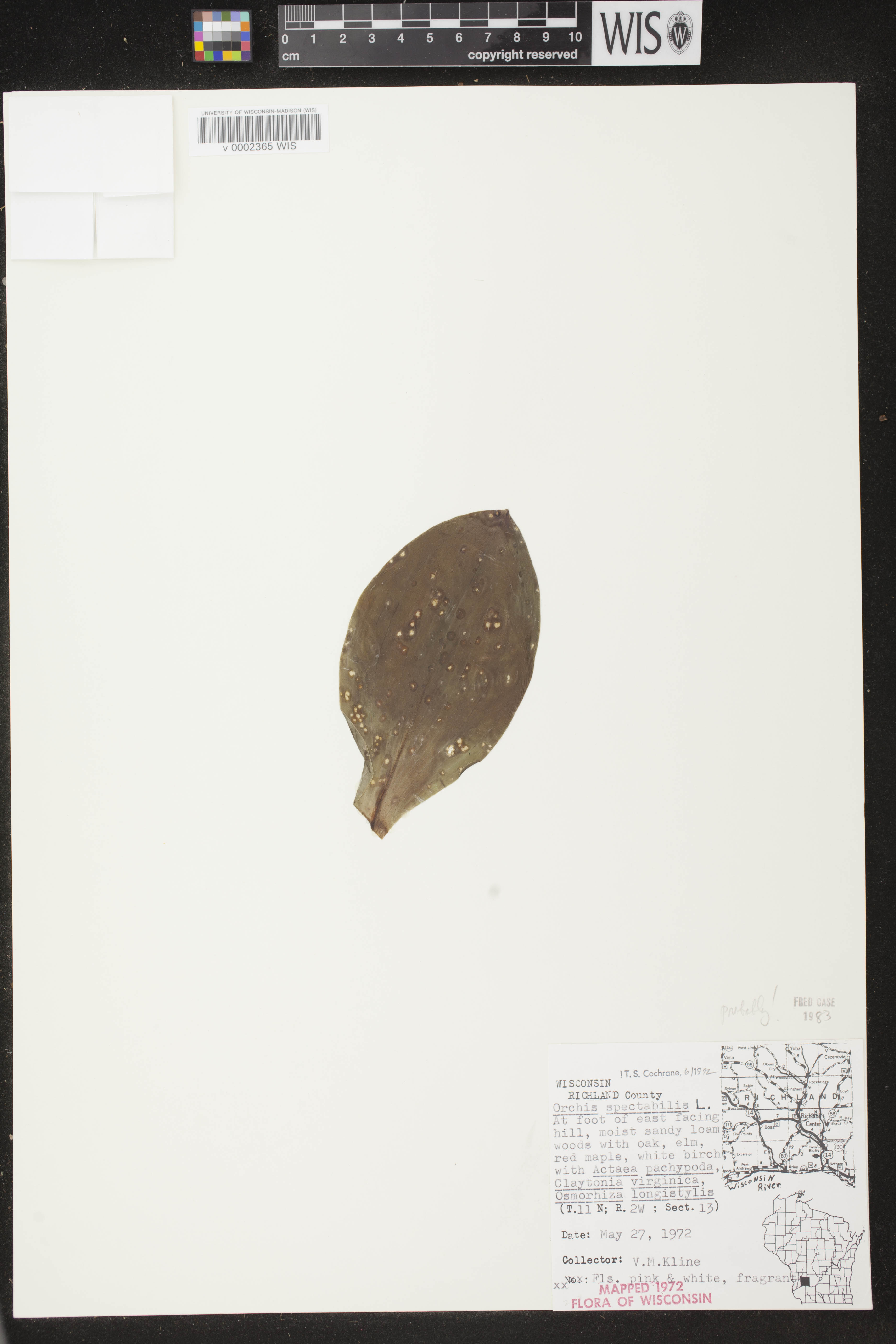 Galearis spectabilis image
