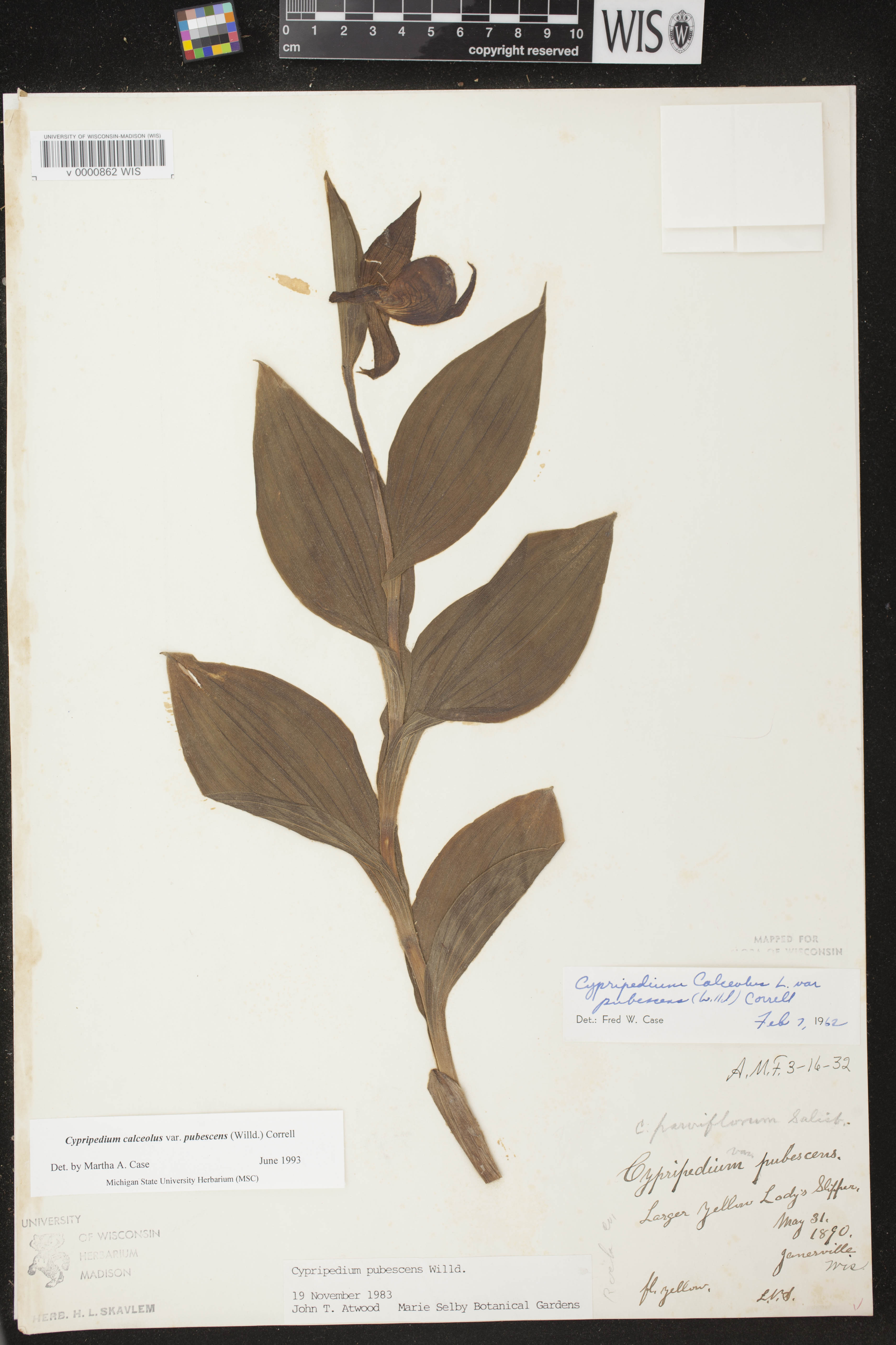 Cypripedium parviflorum image
