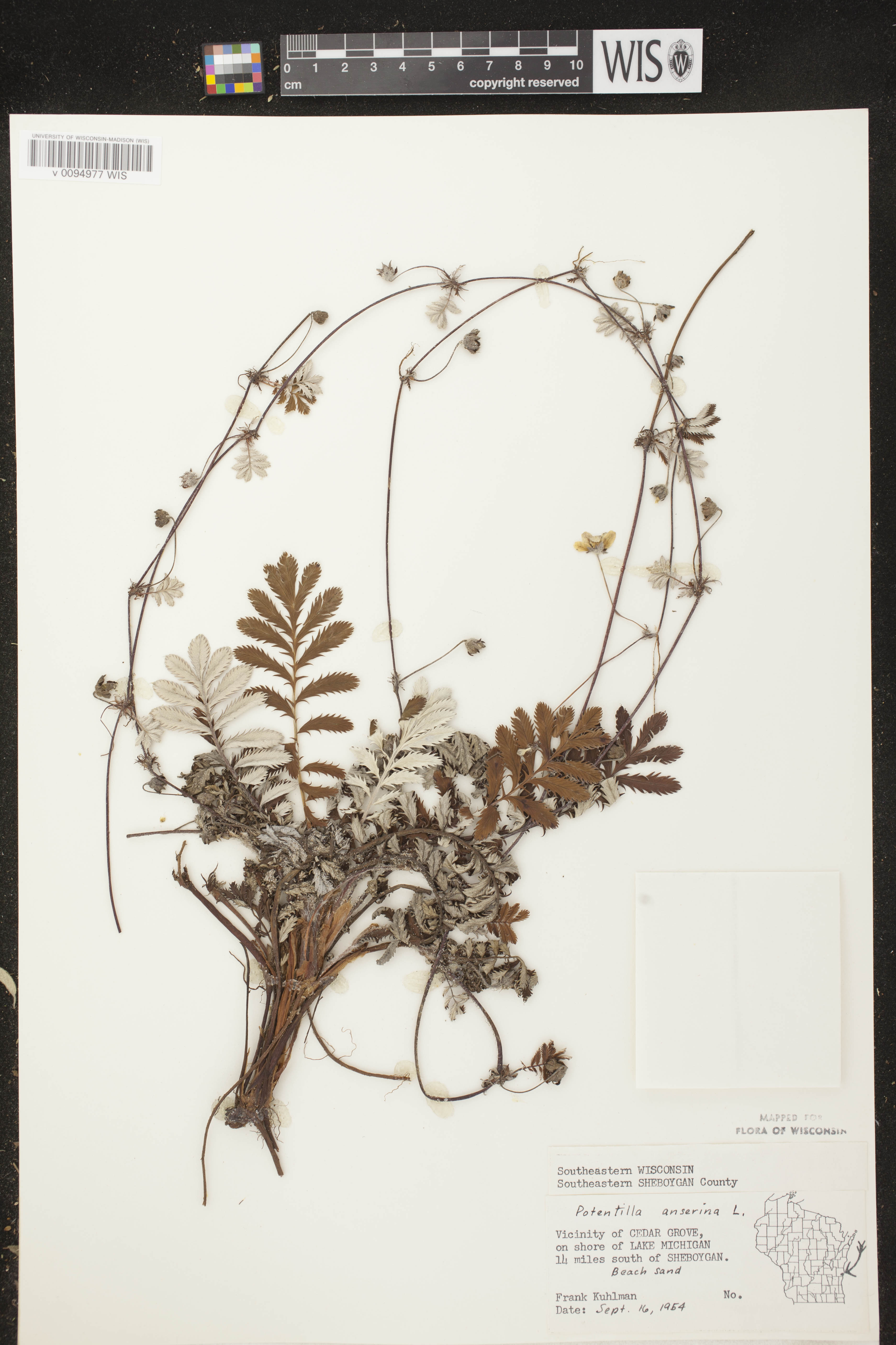 Potentilla anserina subsp. anserina image