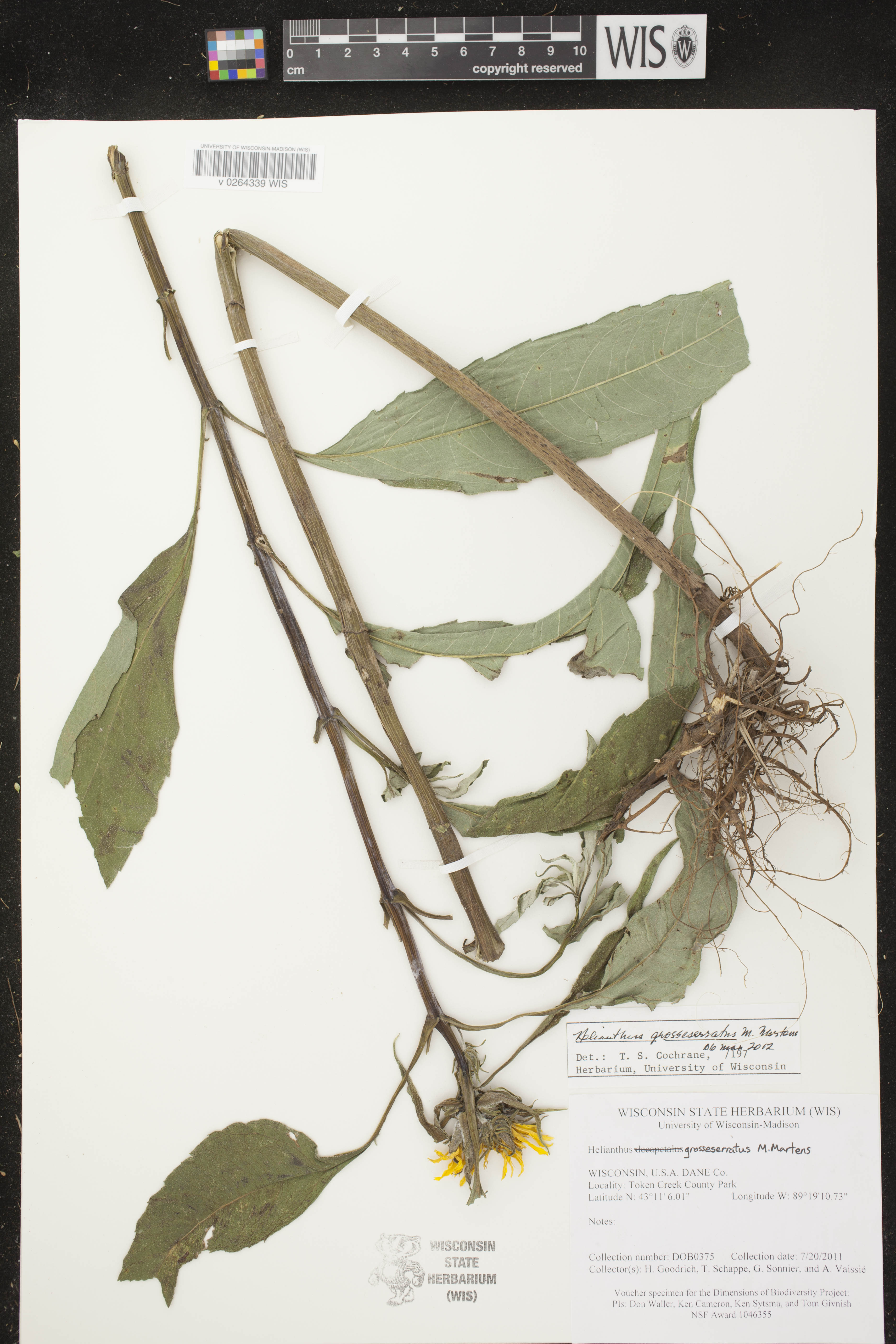 Helianthus grosseserratus image