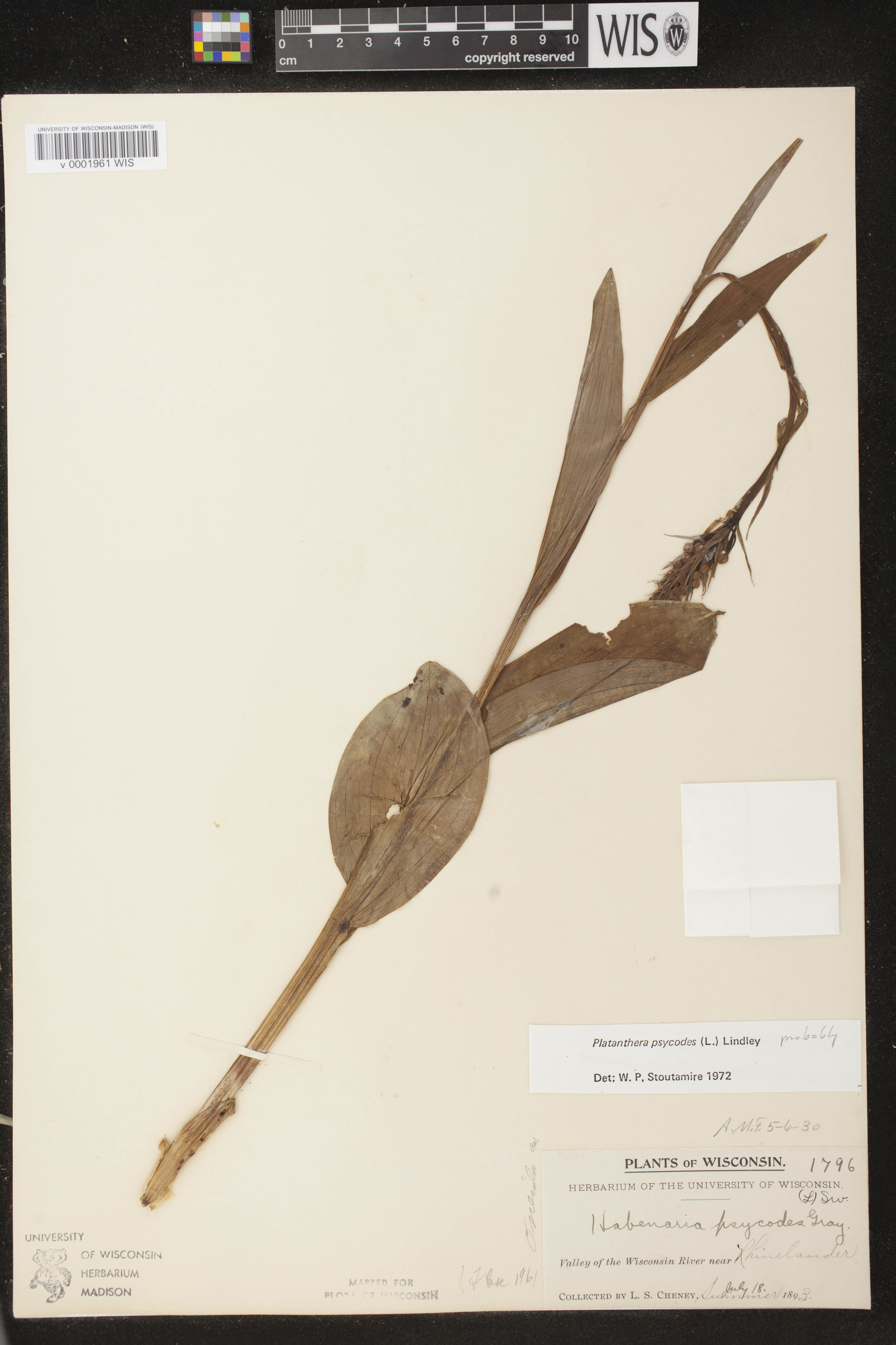 Platanthera psycodes image