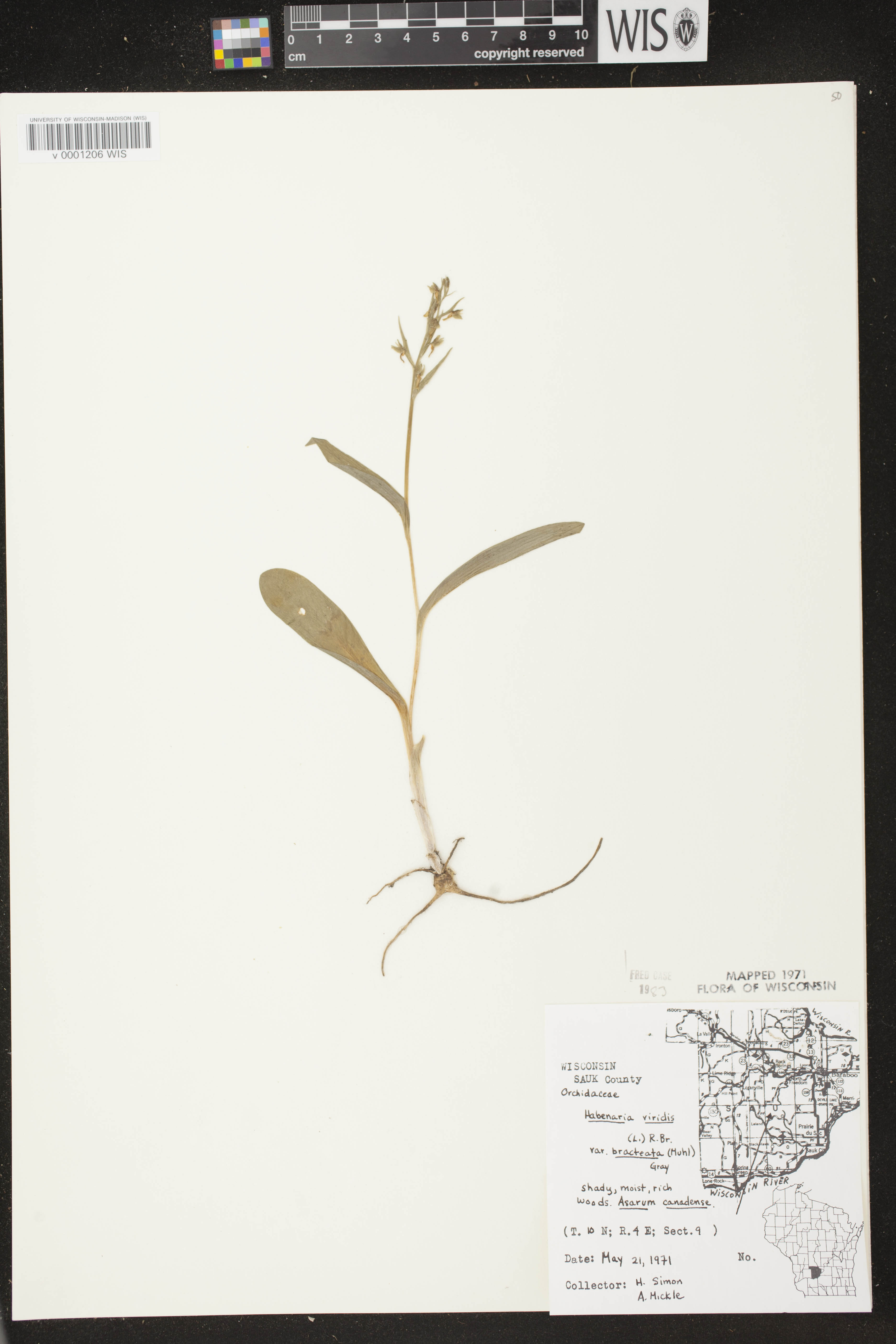Coeloglossum viride var. virescens image