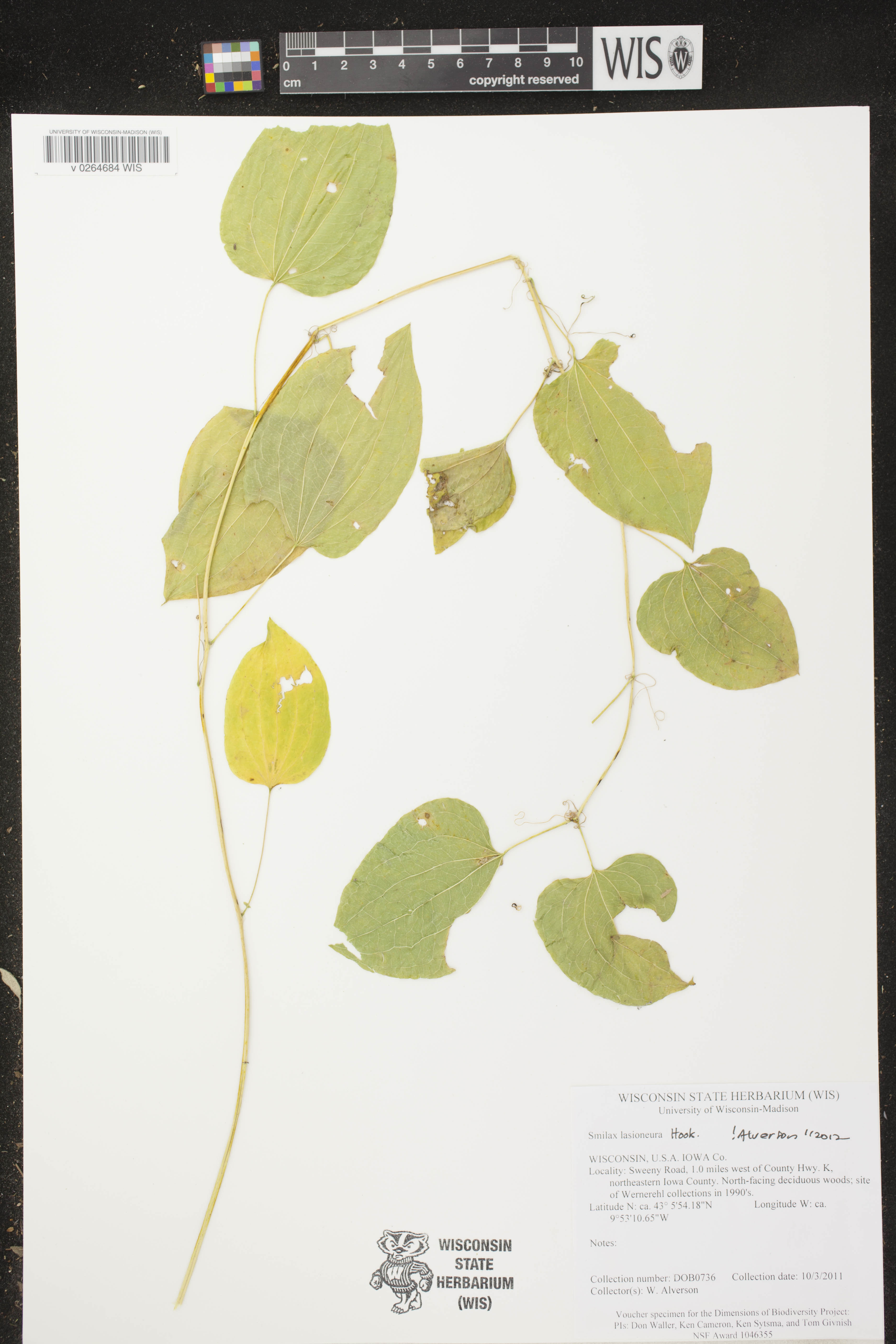 Smilax lasioneura image
