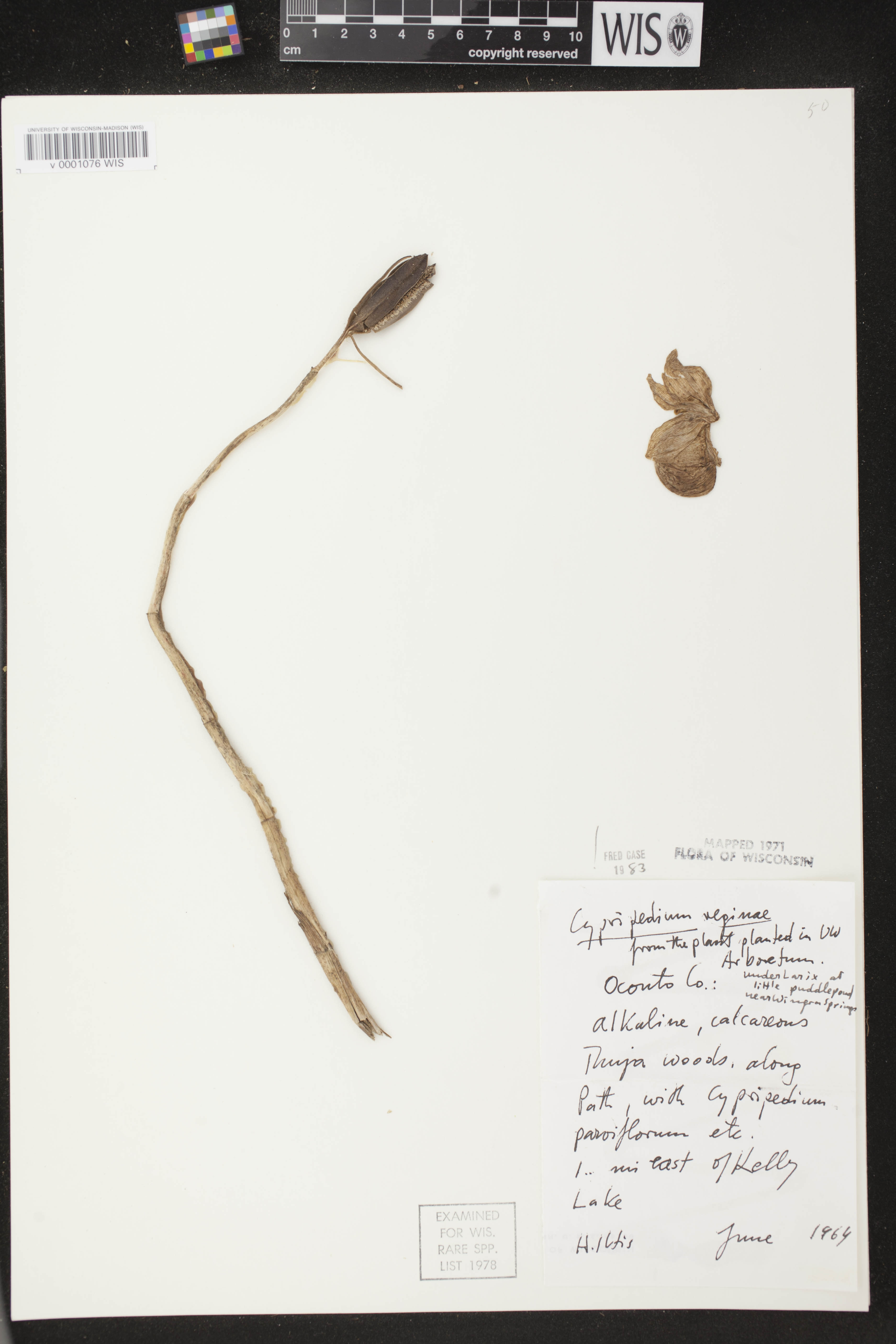 Cypripedium reginae image