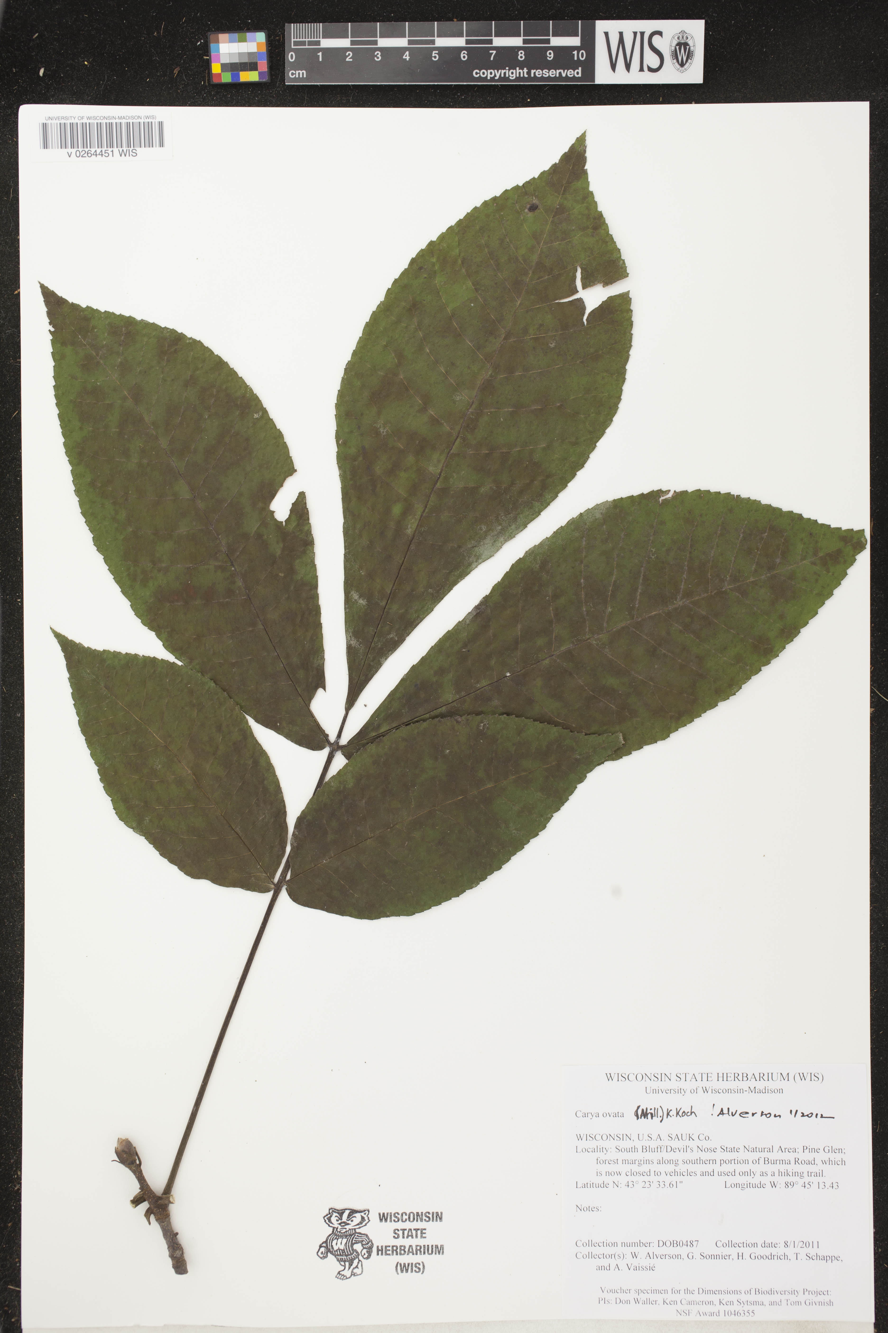 Carya ovata image