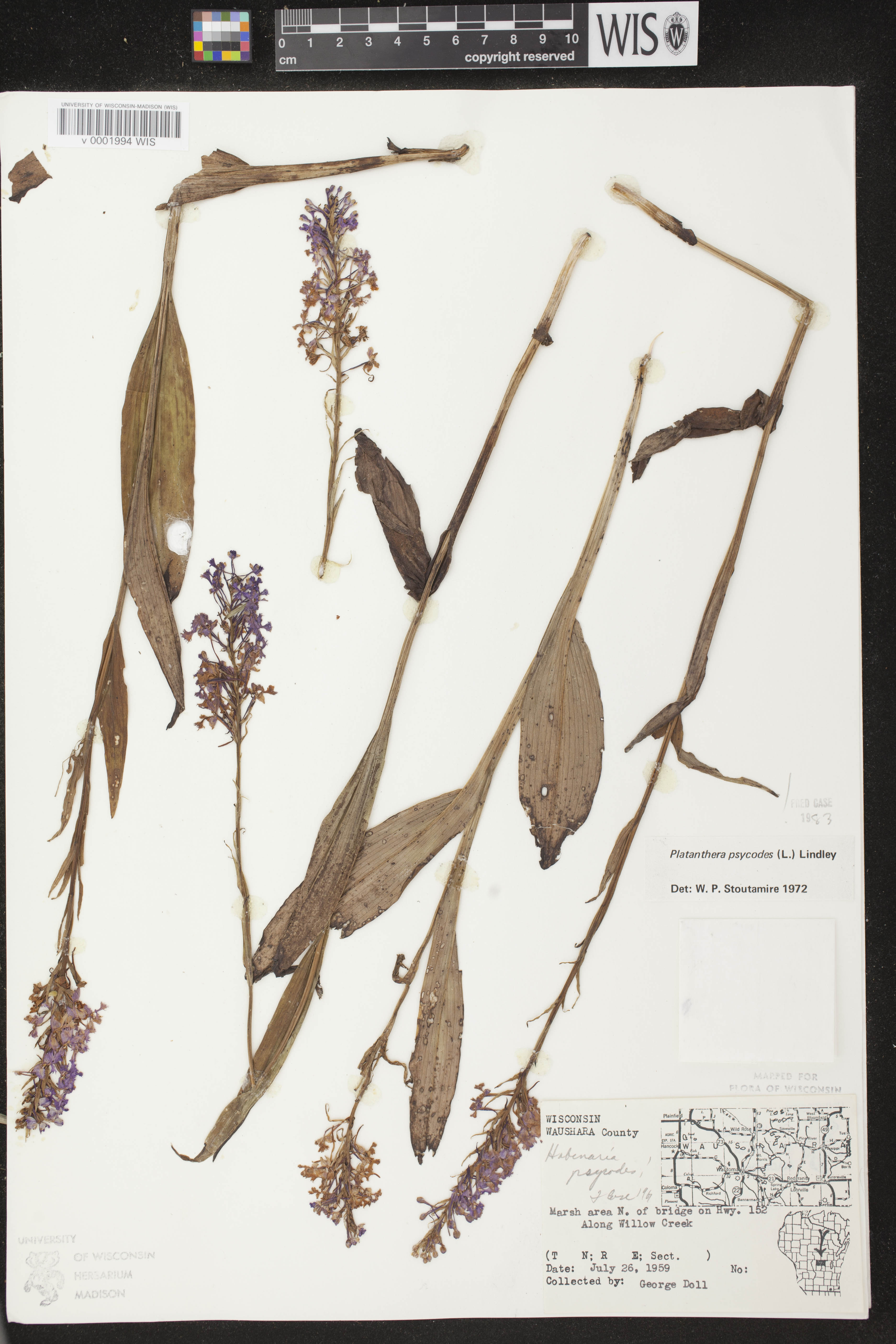 Platanthera psycodes image