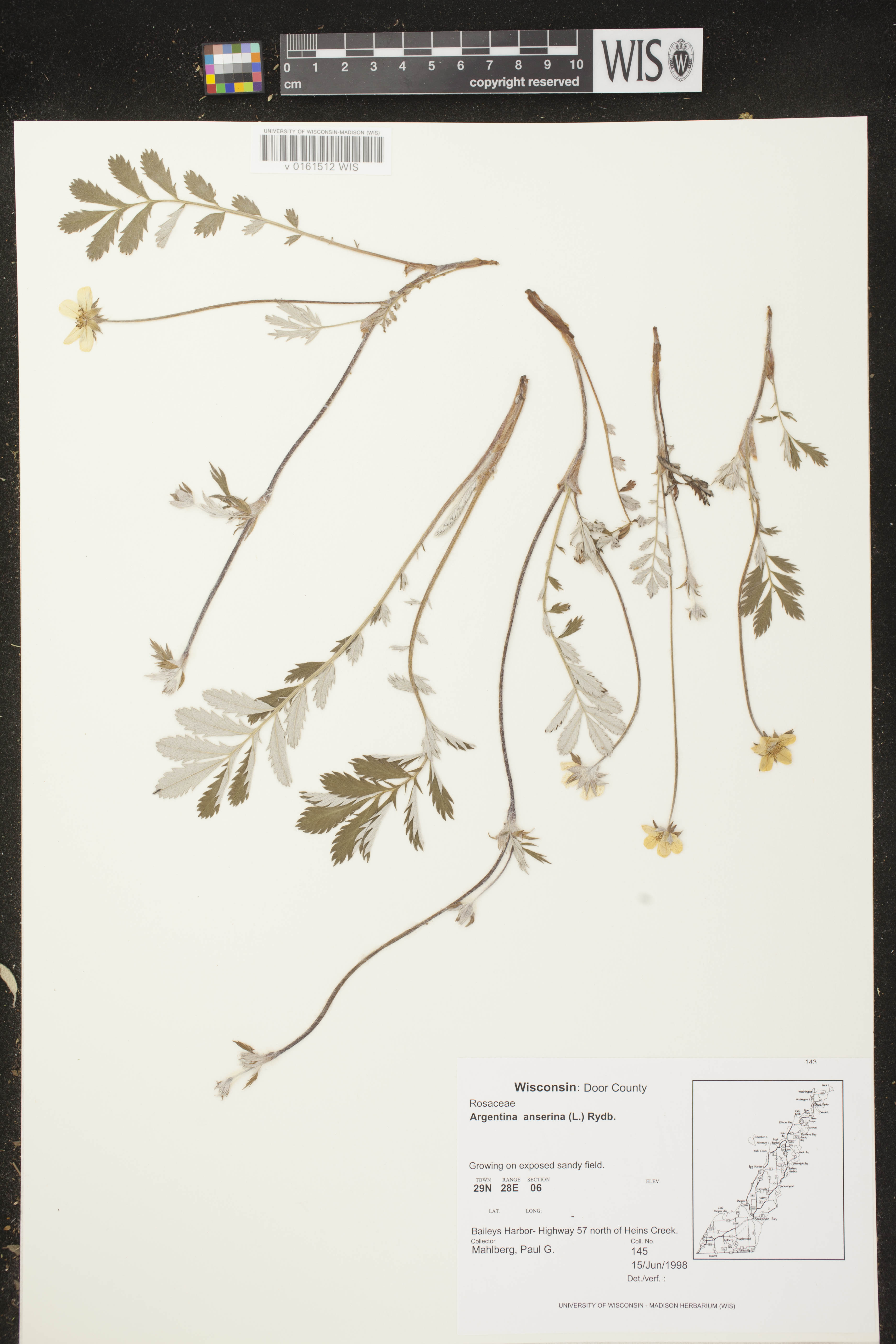 Potentilla anserina subsp. anserina image