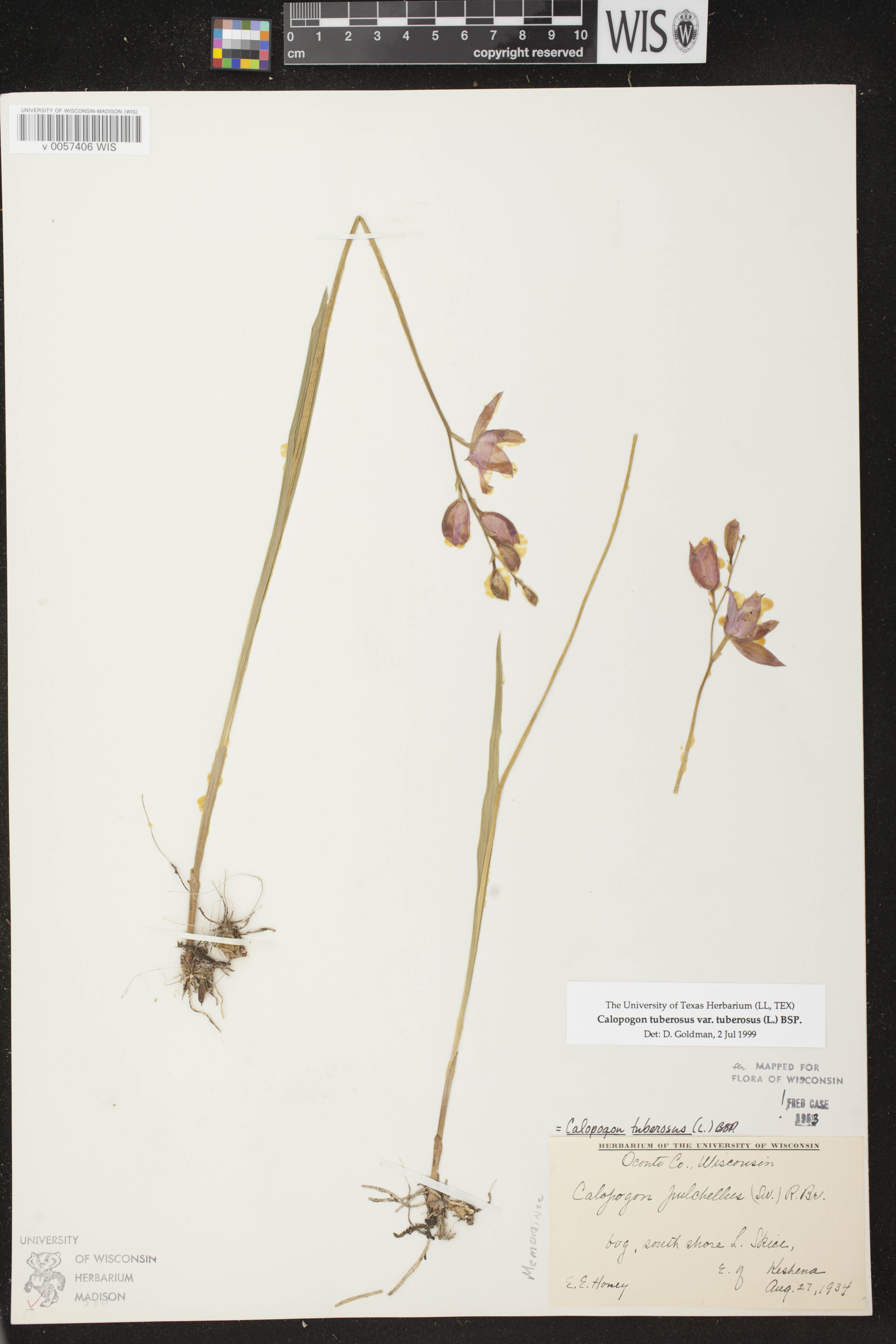 Calopogon tuberosus image