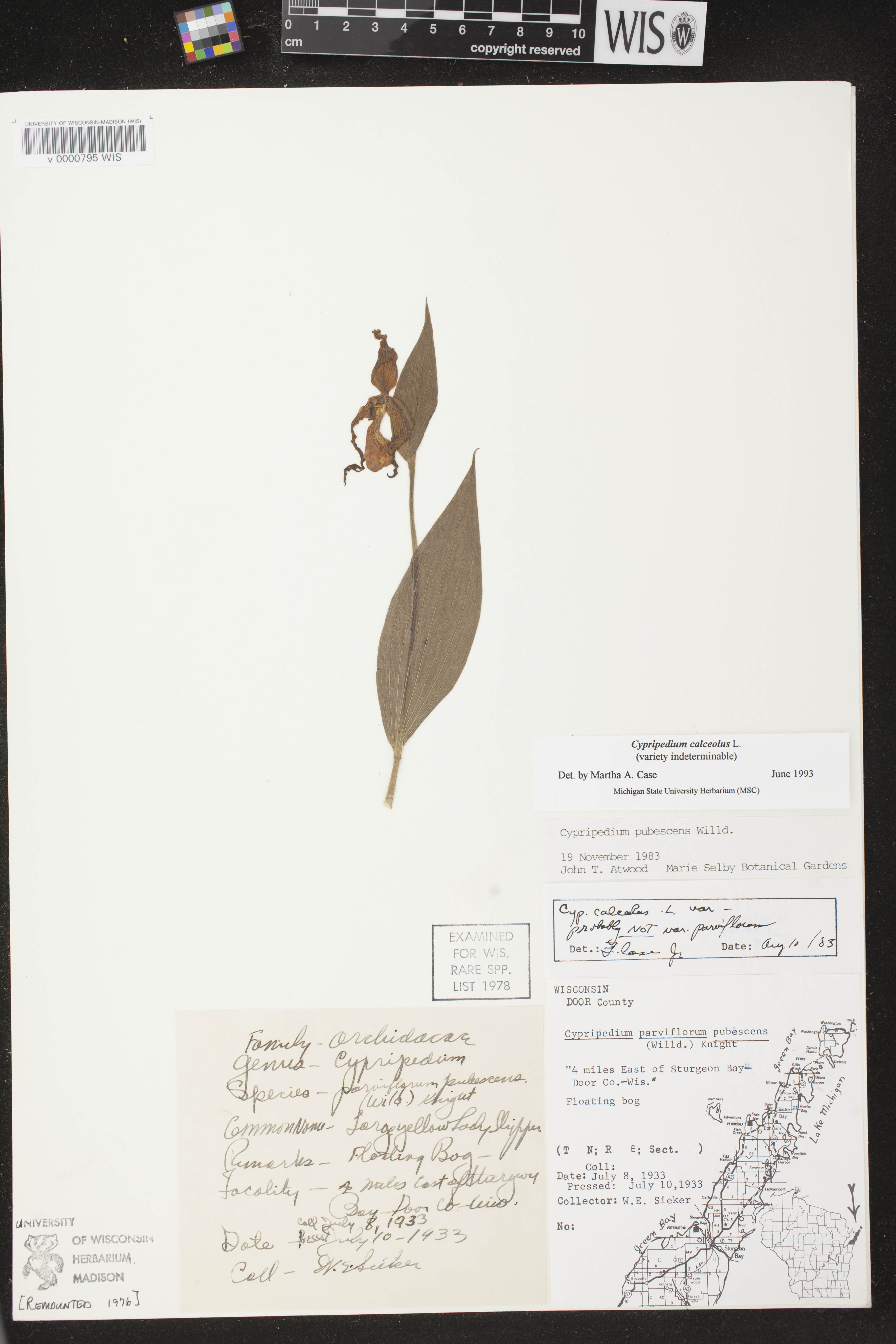 Cypripedium parviflorum image
