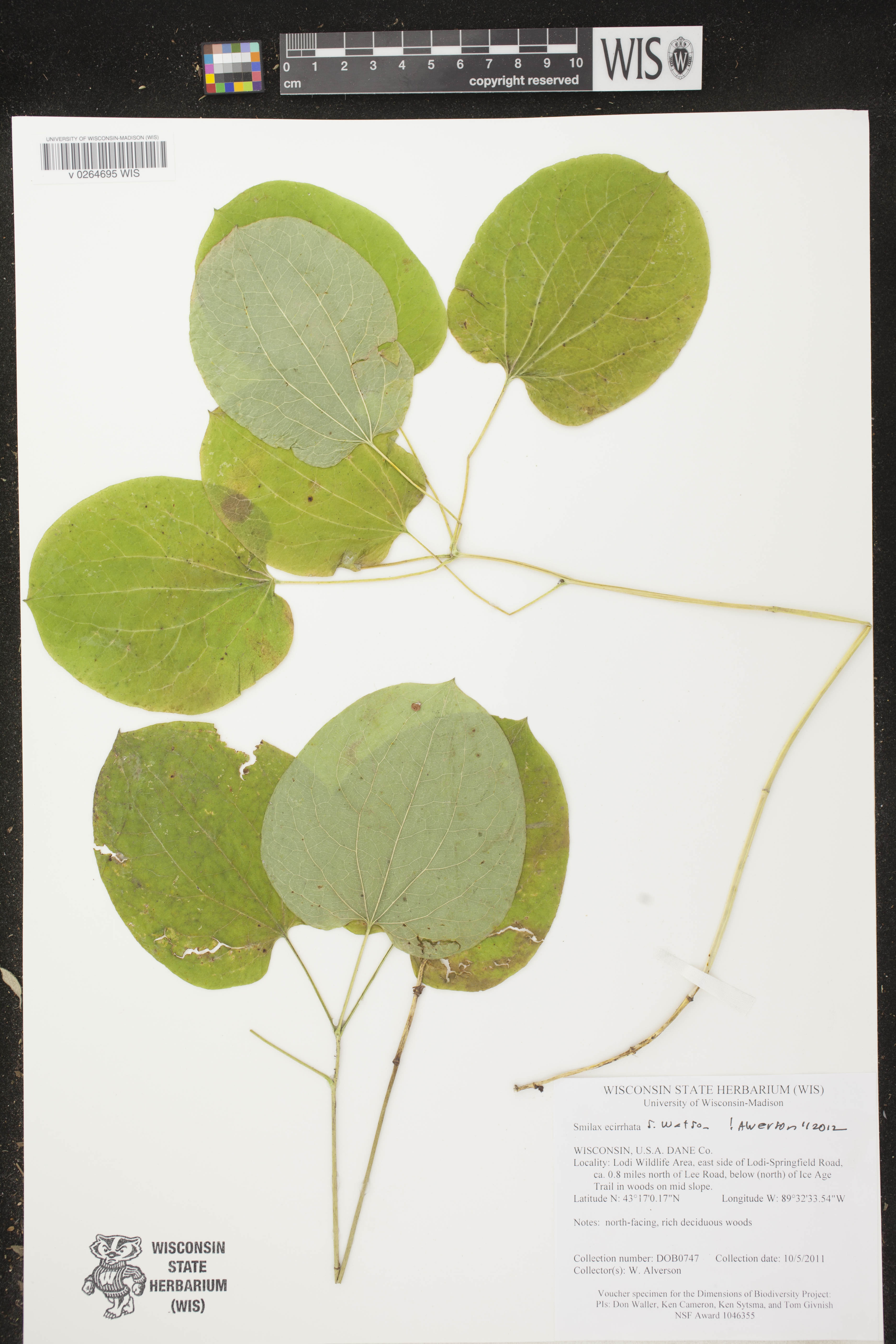 Smilax ecirrhata image