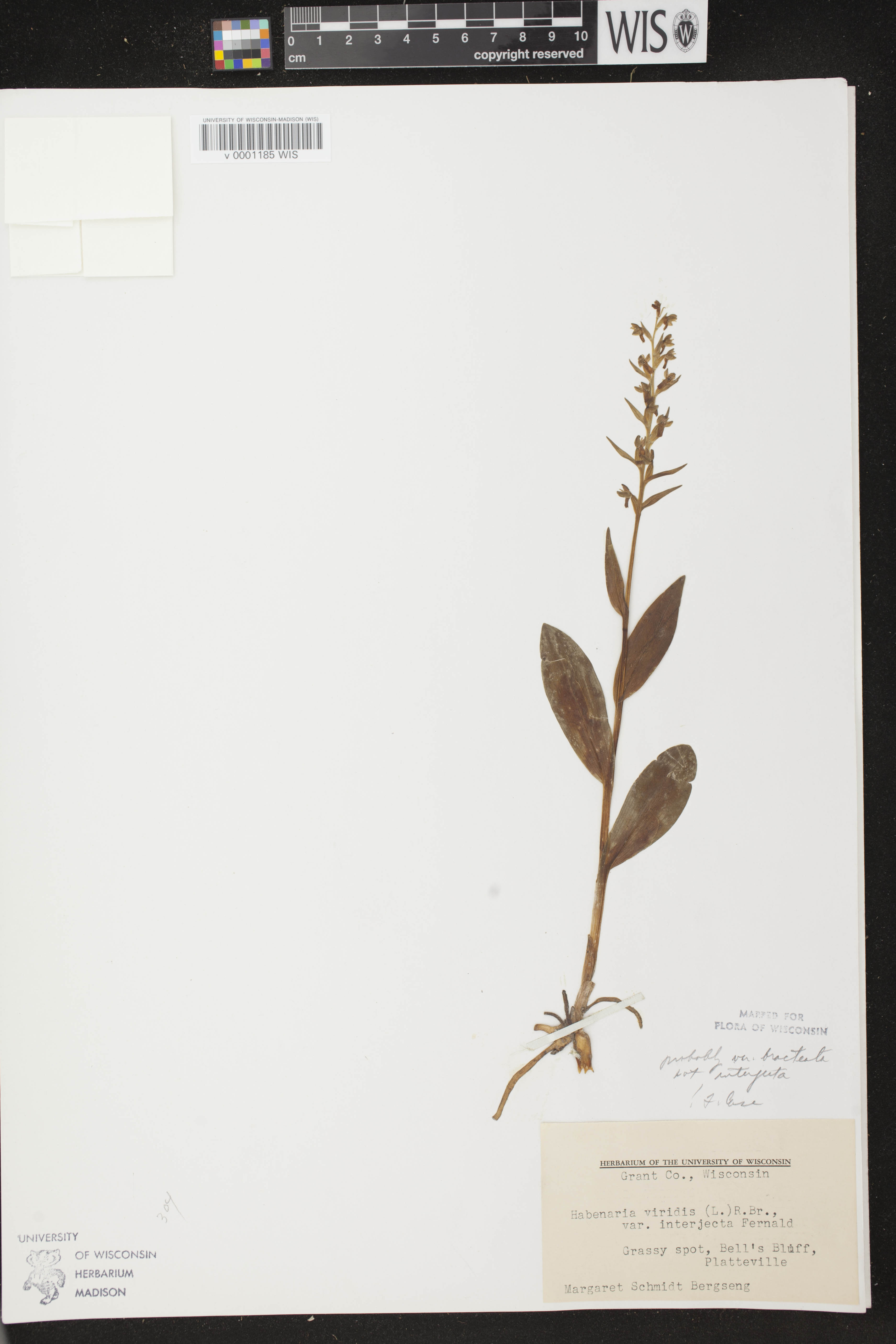Coeloglossum viride var. virescens image