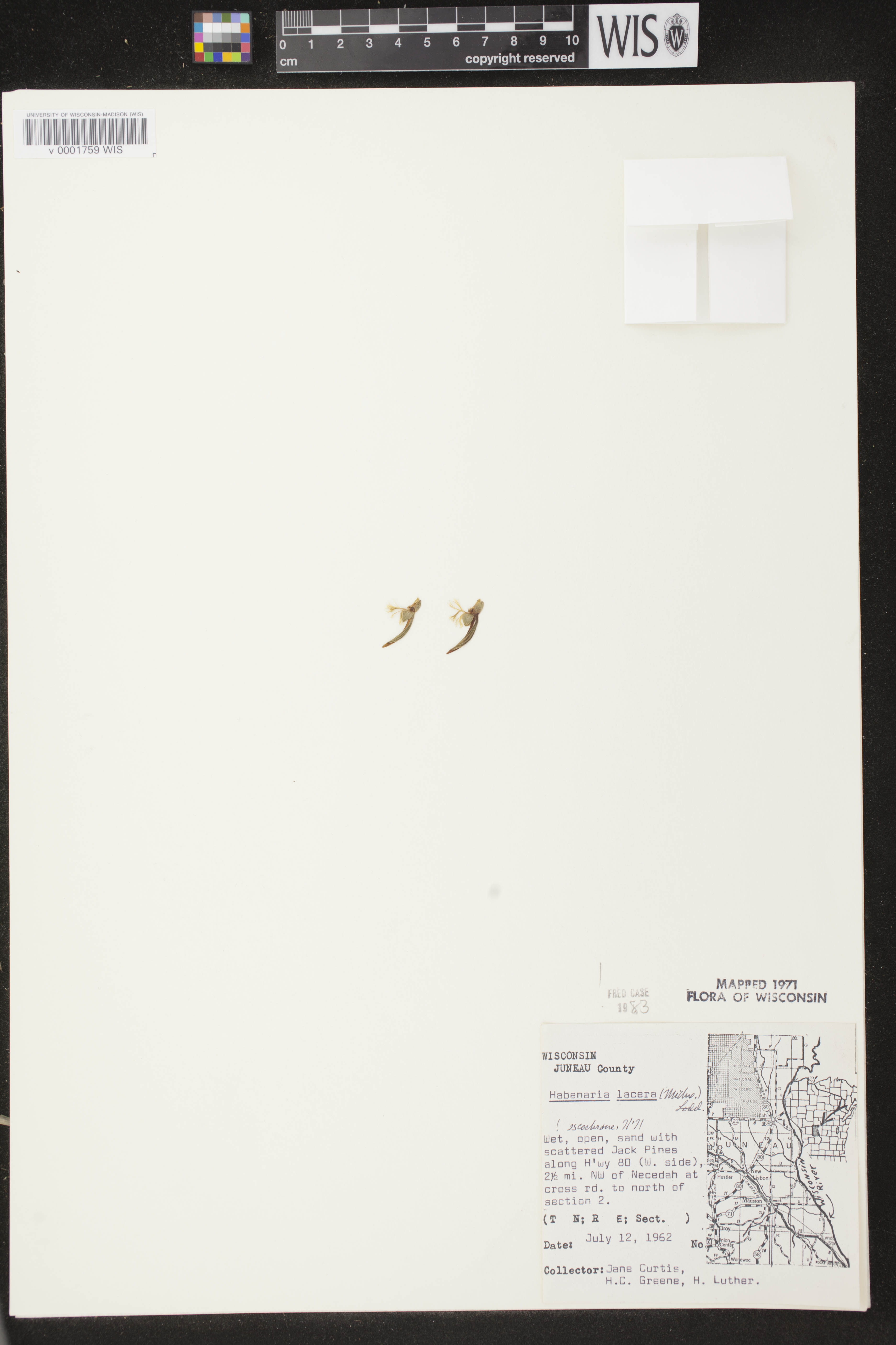 Platanthera lacera image