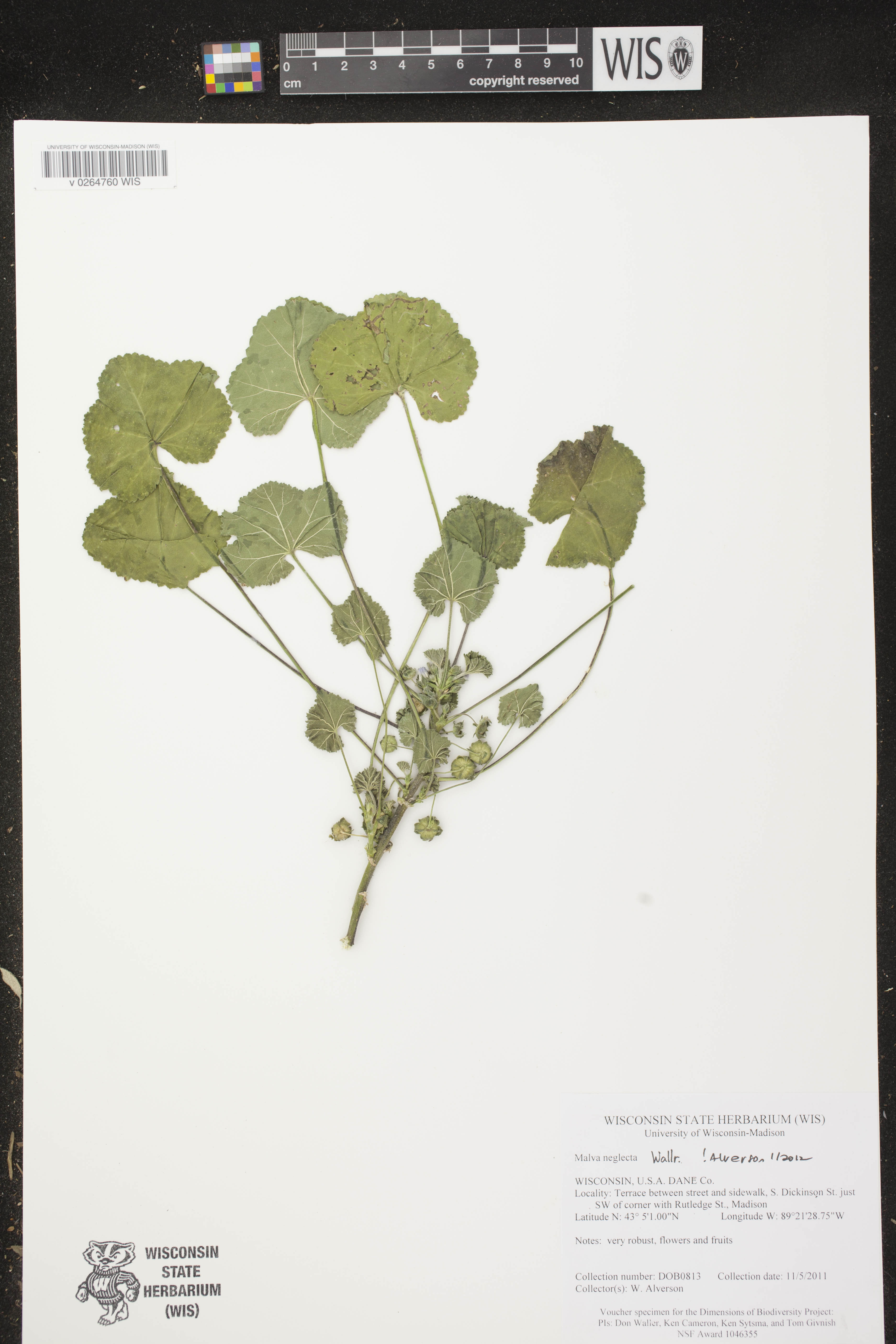 Malva neglecta image