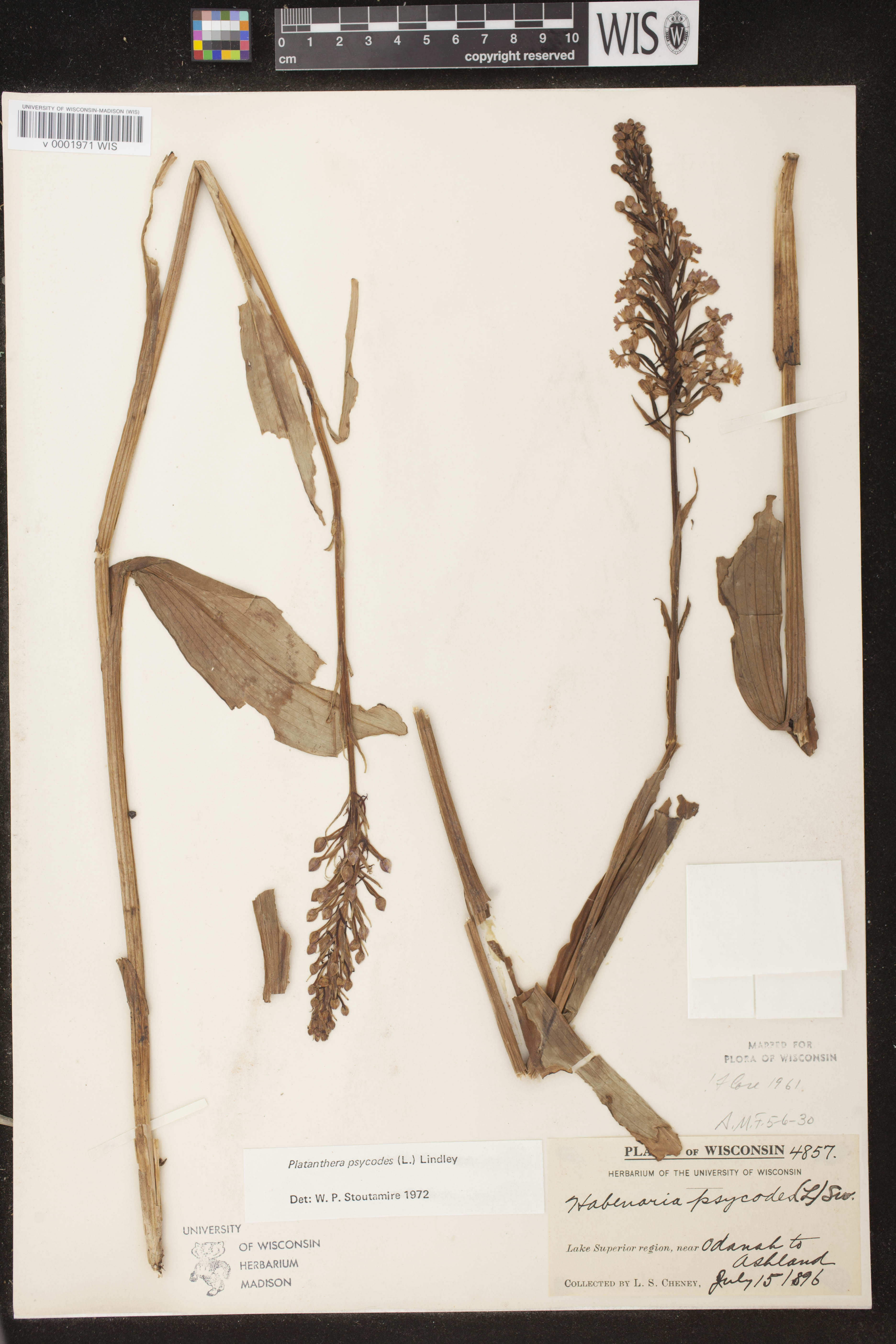 Platanthera psycodes image