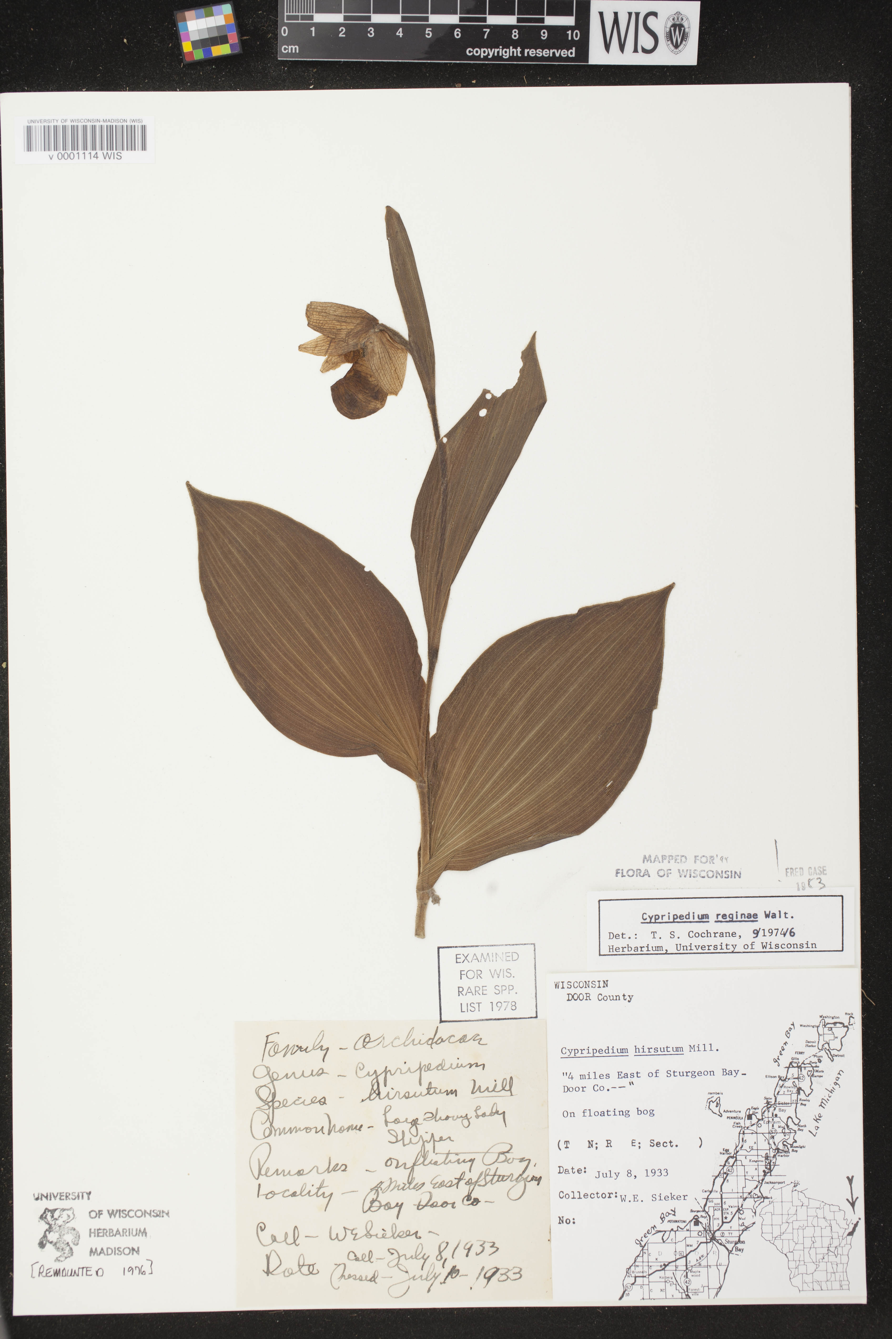 Cypripedium reginae image