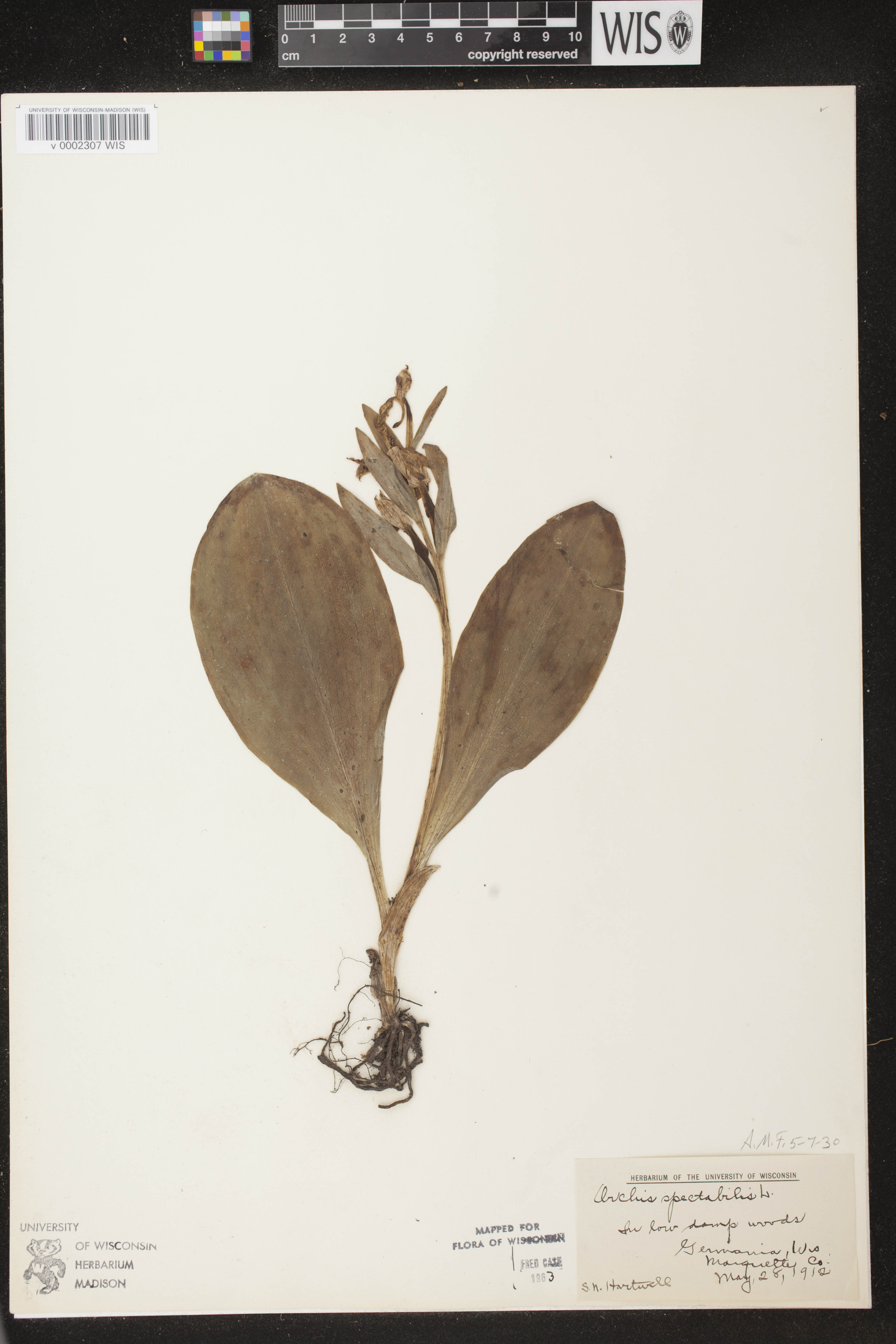 Galearis spectabilis image