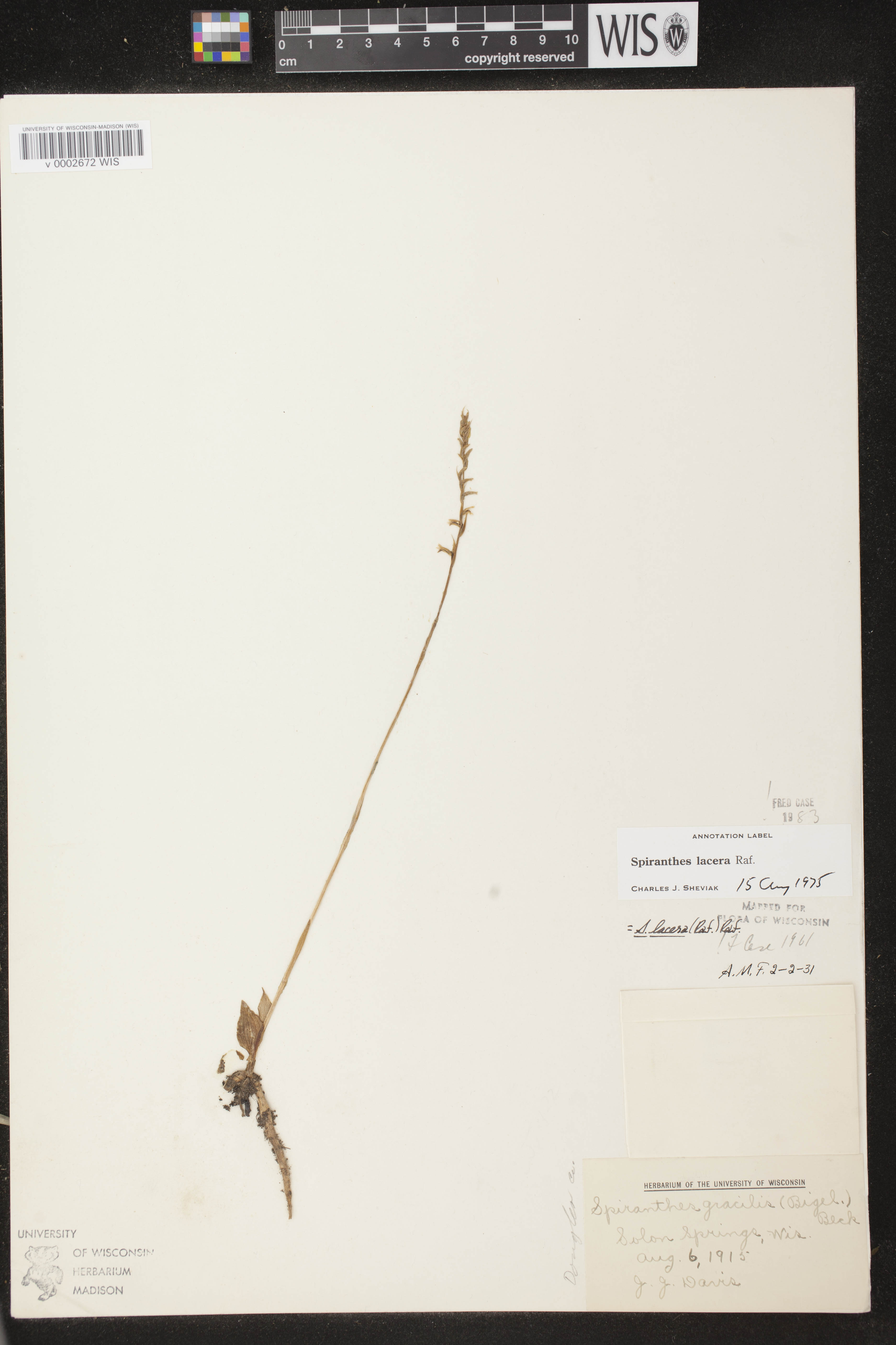 Spiranthes lacera var. lacera image