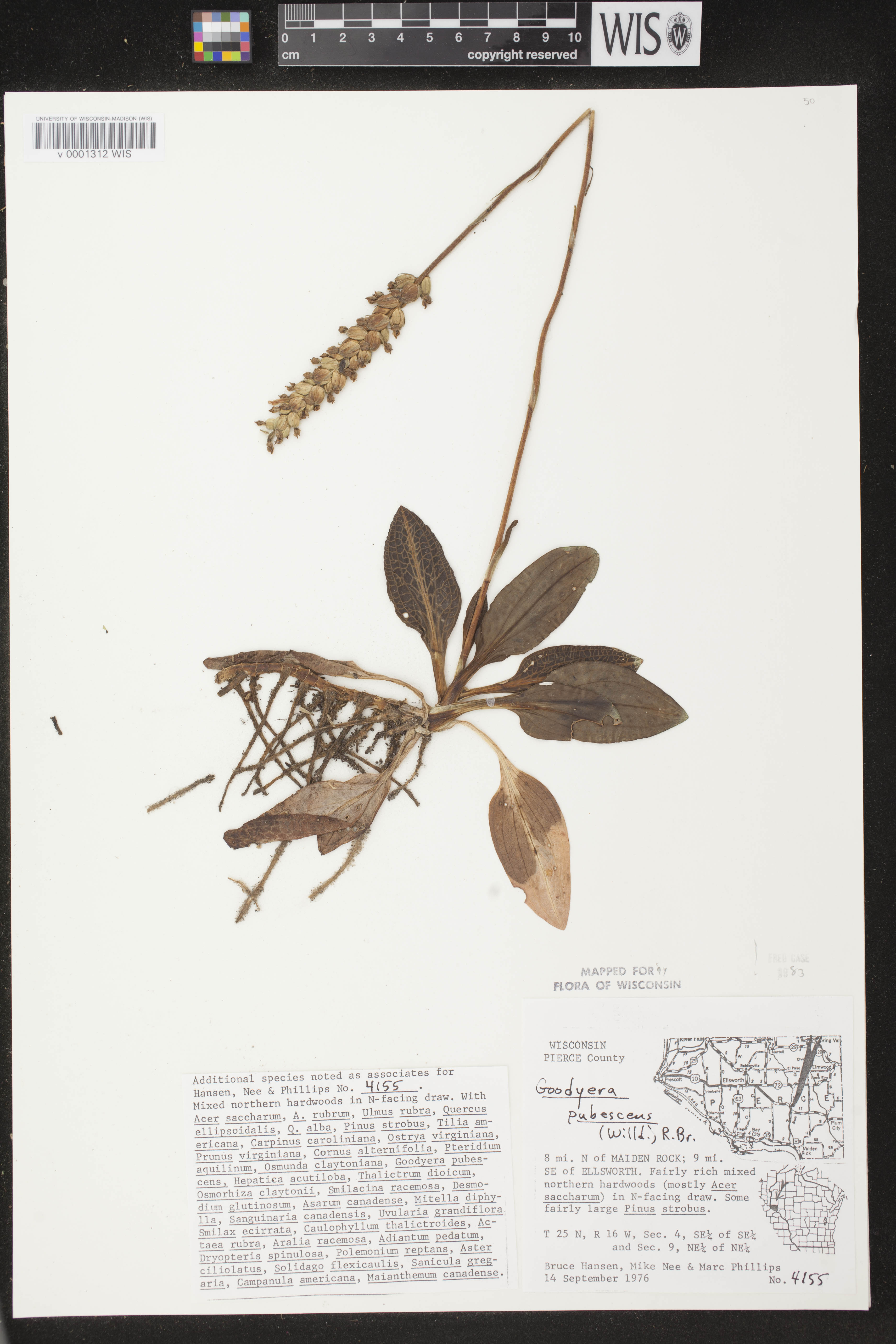 Goodyera pubescens image