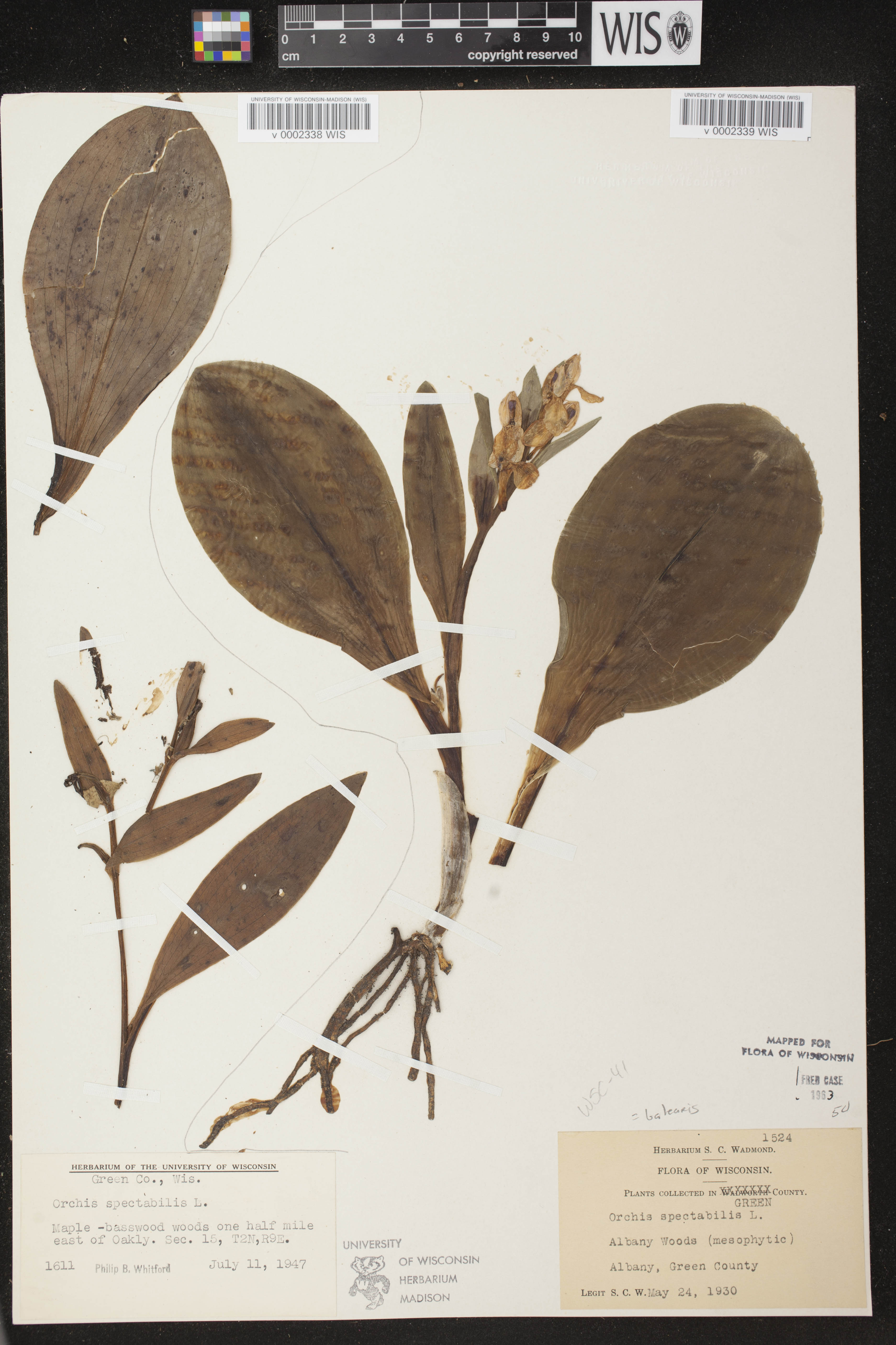 Galearis spectabilis image