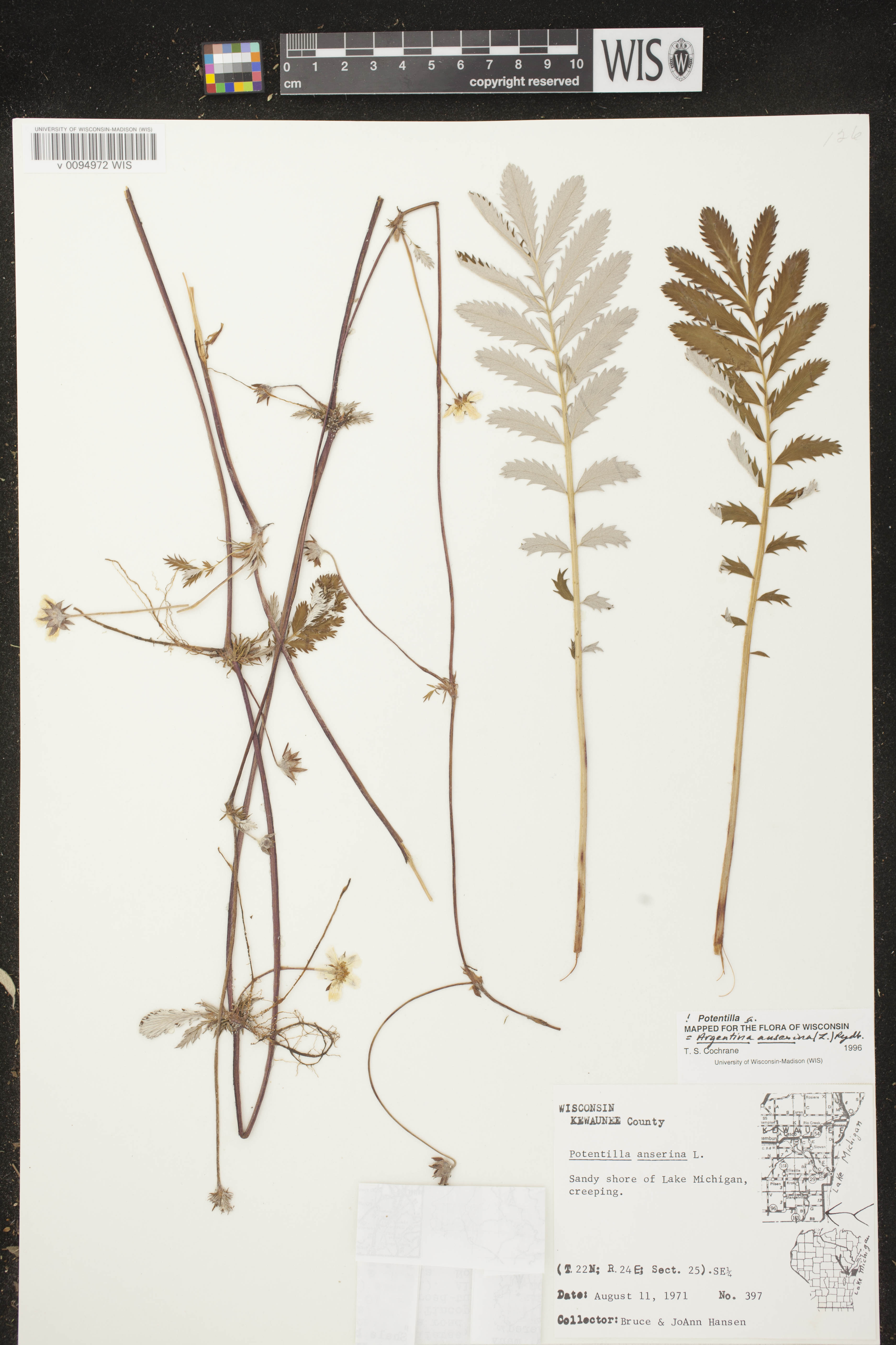 Potentilla anserina subsp. anserina image