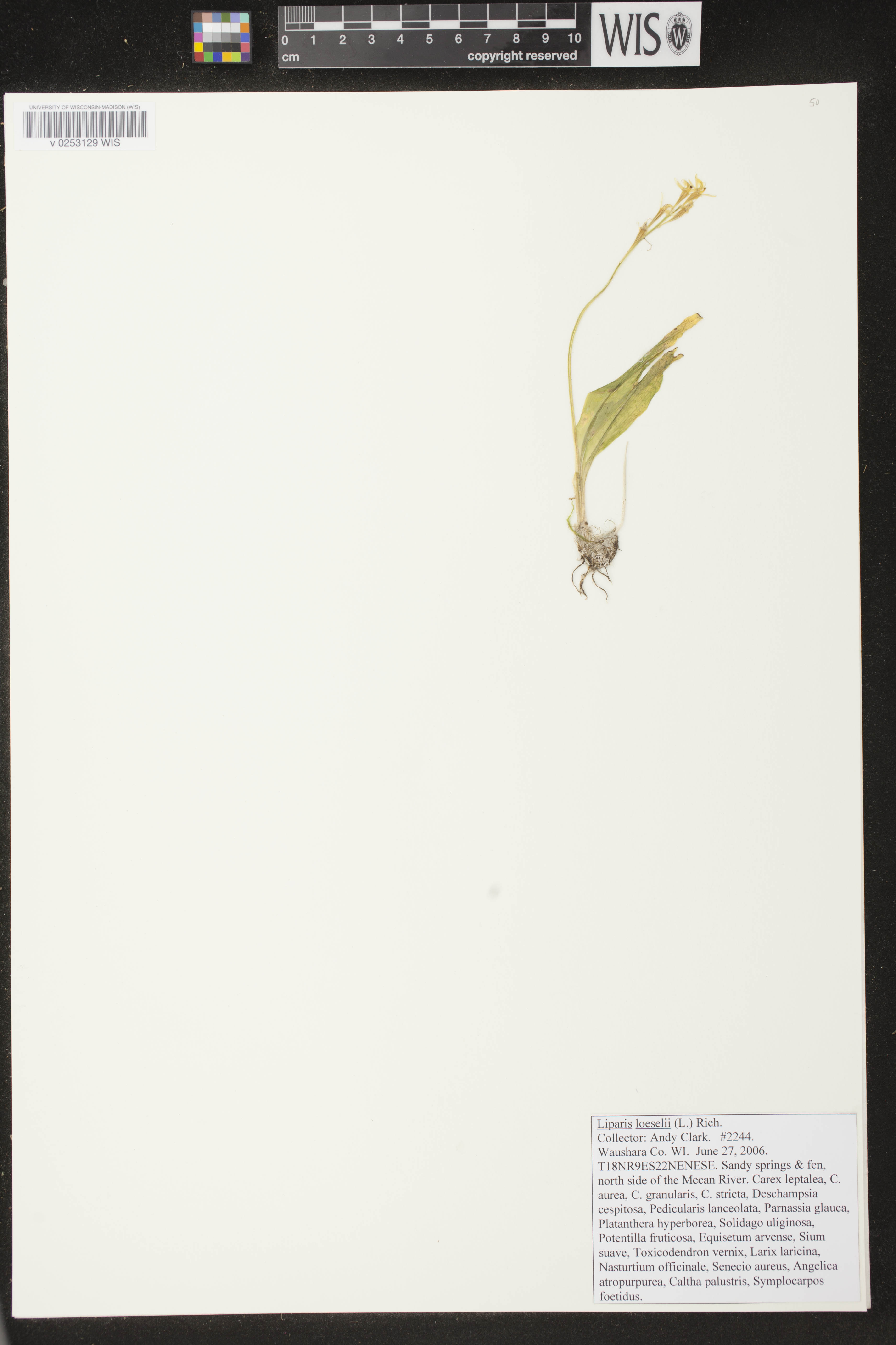 Liparis loeselii image