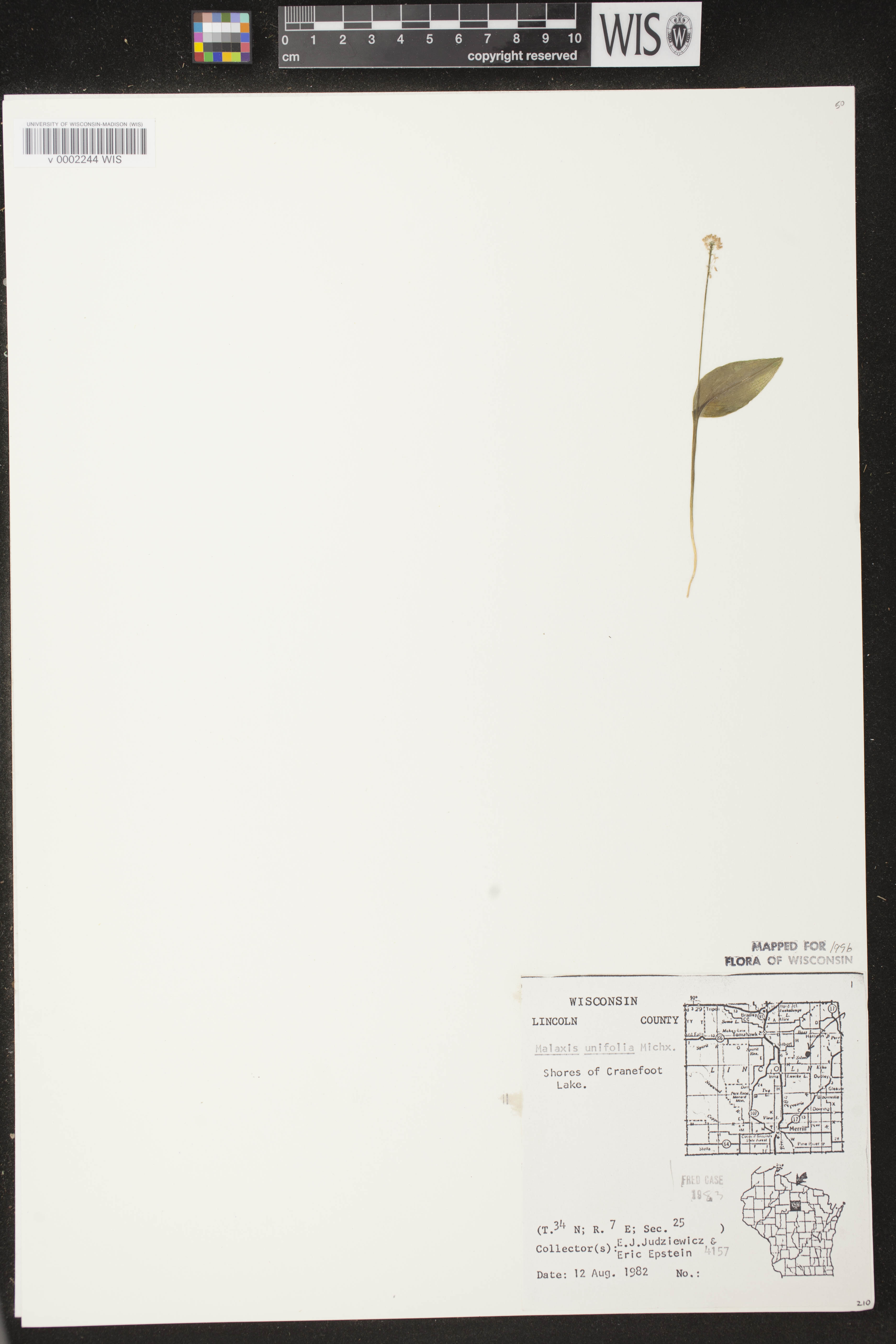 Malaxis unifolia image