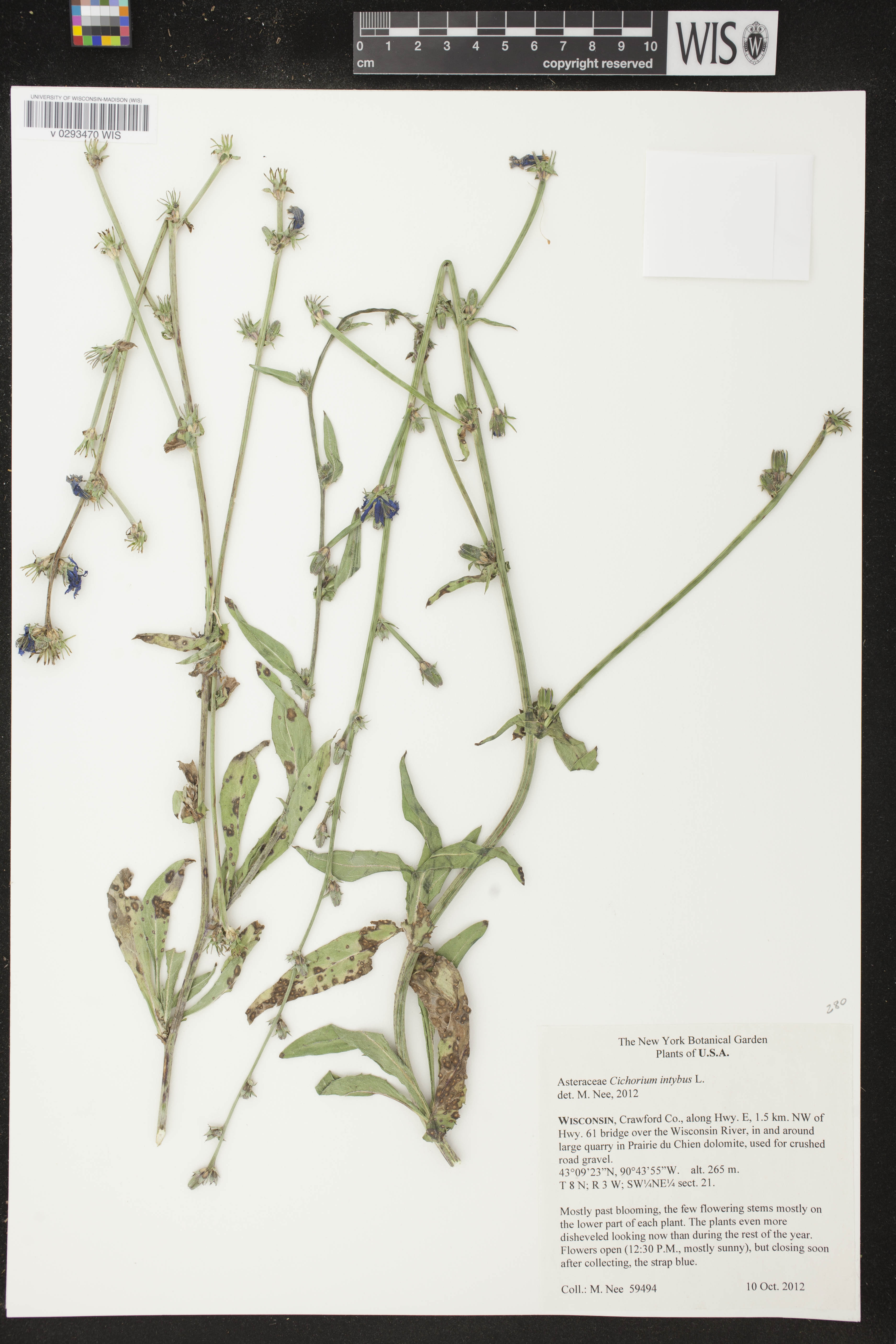 Cichorium intybus image