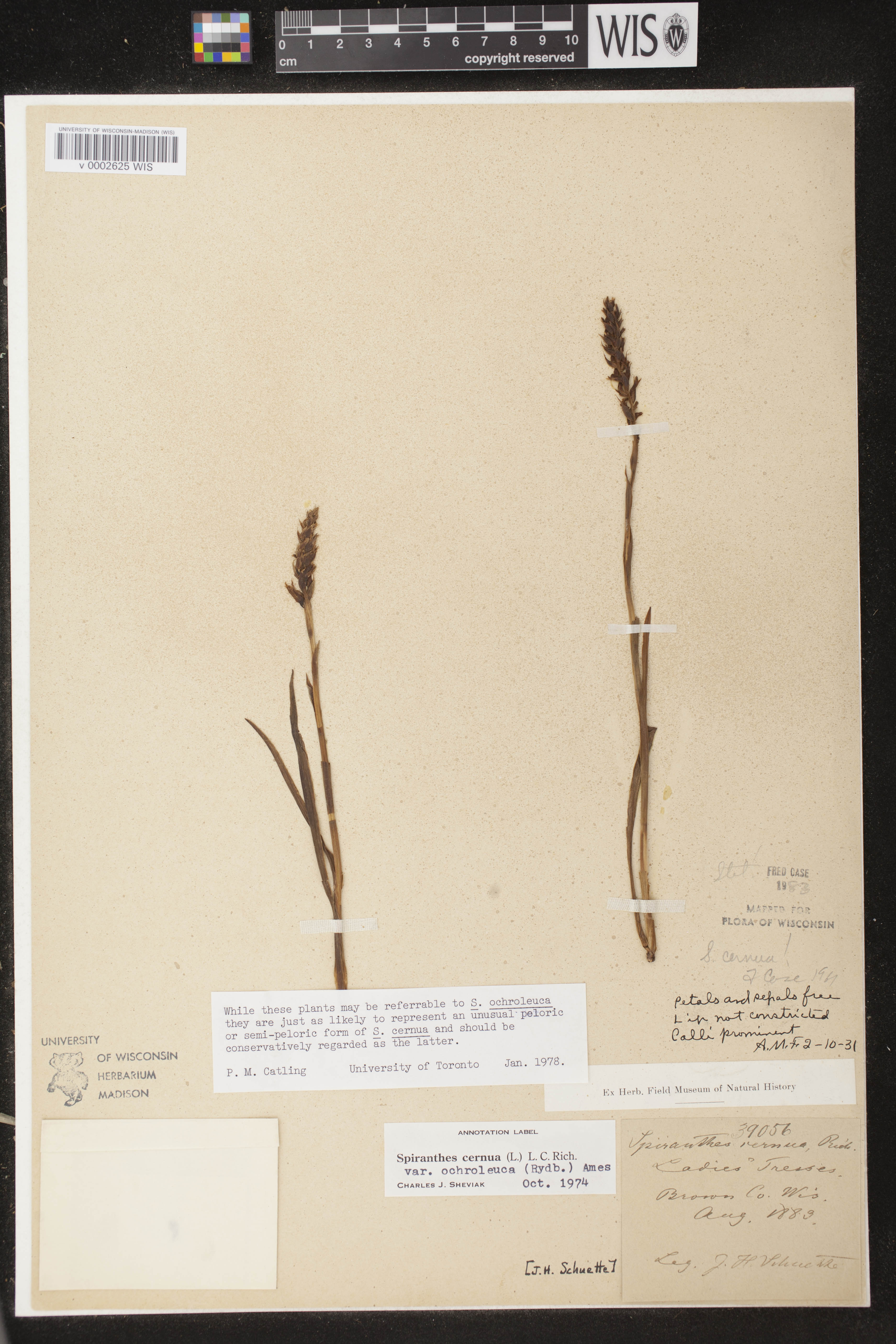 Spiranthes cernua image