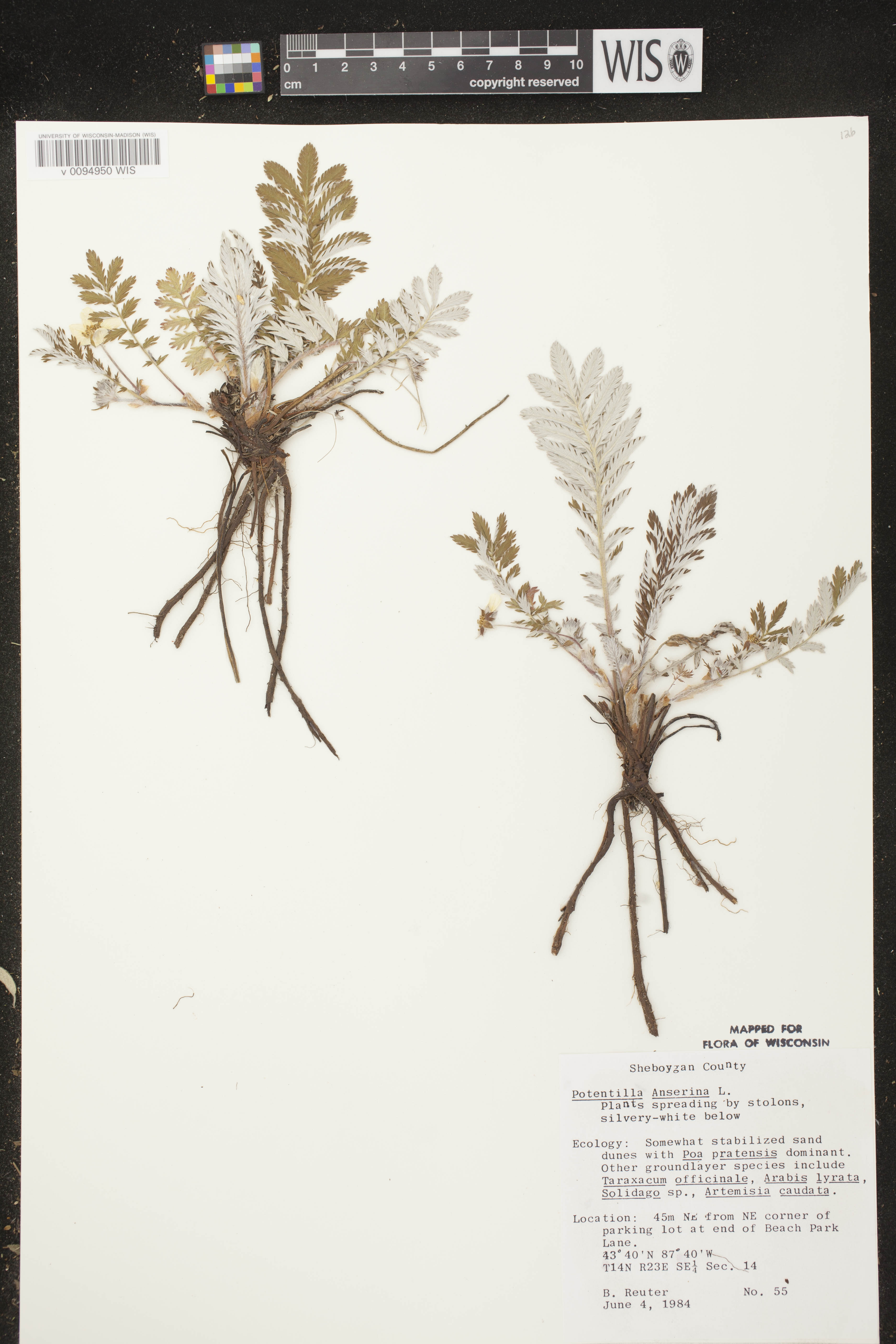 Potentilla anserina subsp. anserina image
