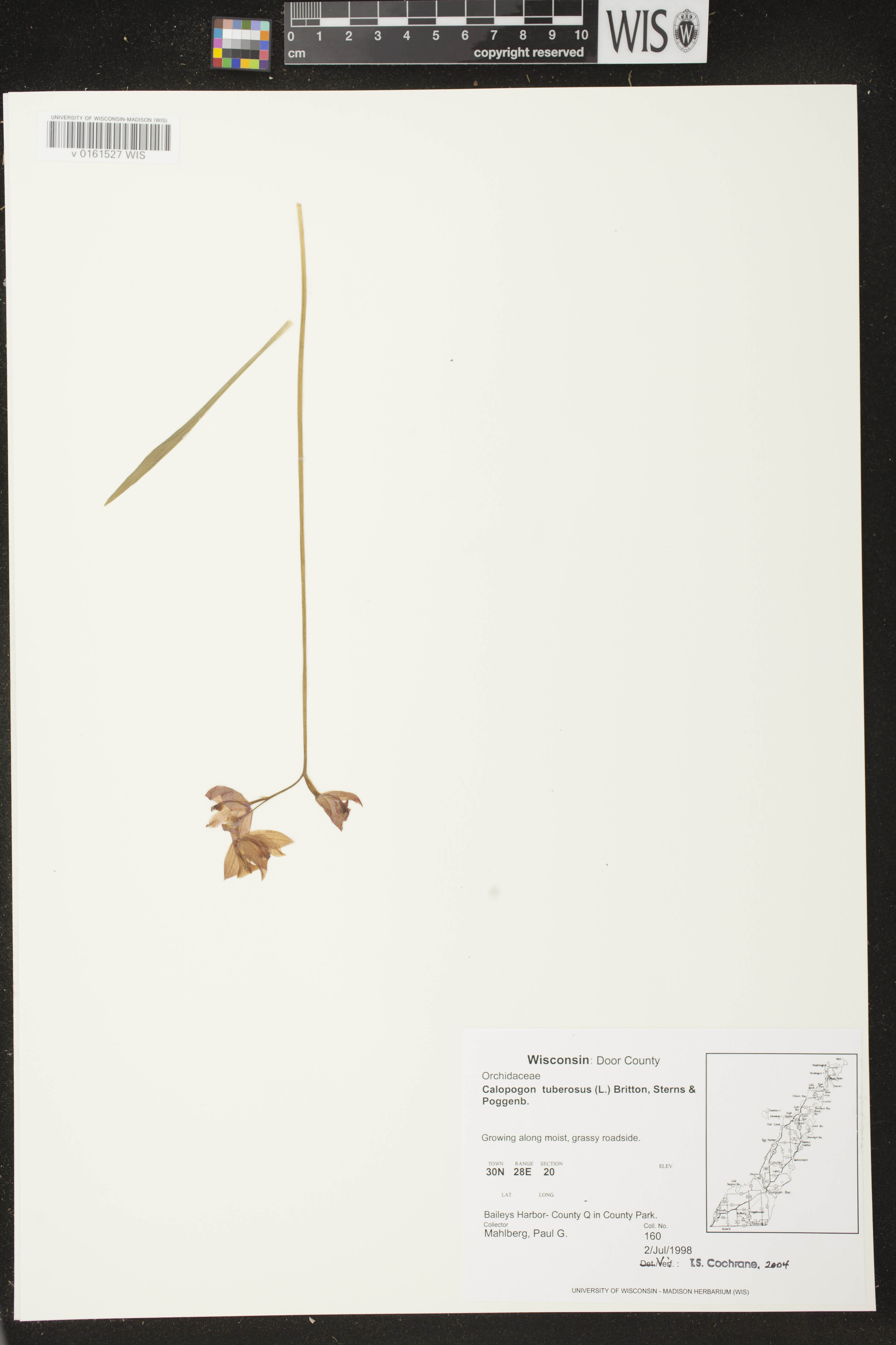 Calopogon tuberosus var. tuberosus image