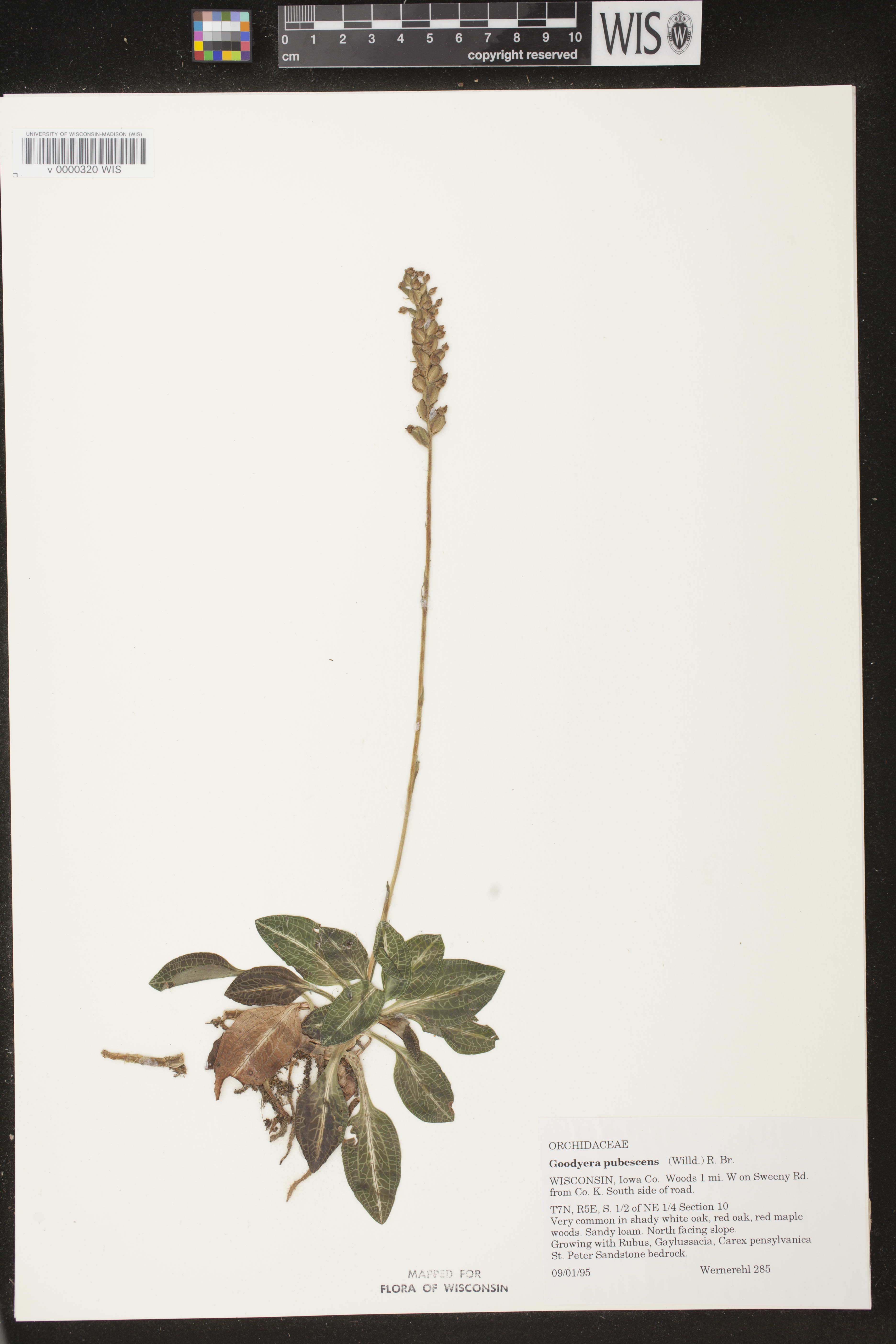 Goodyera pubescens image