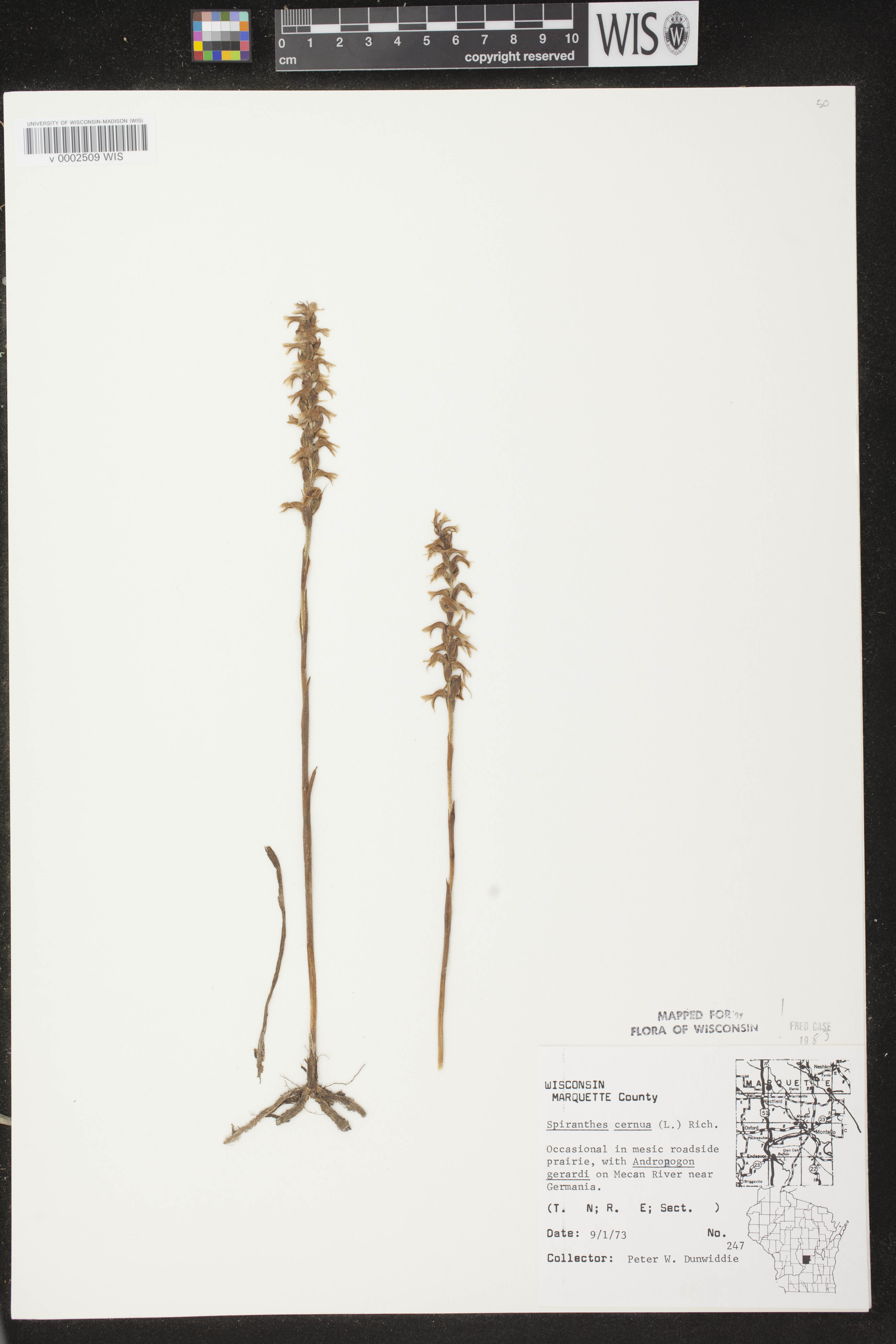 Spiranthes cernua image