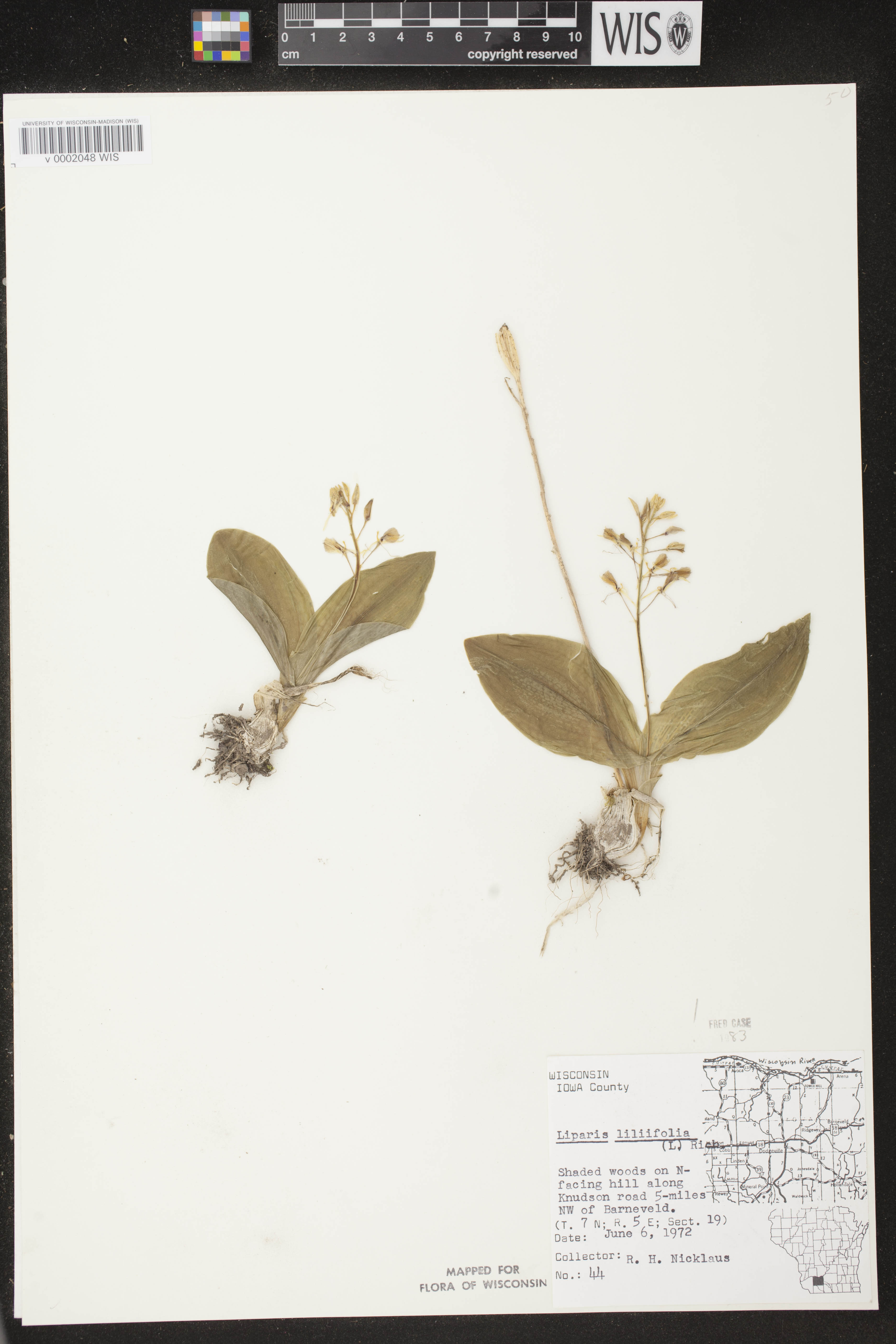 Liparis liliifolia image