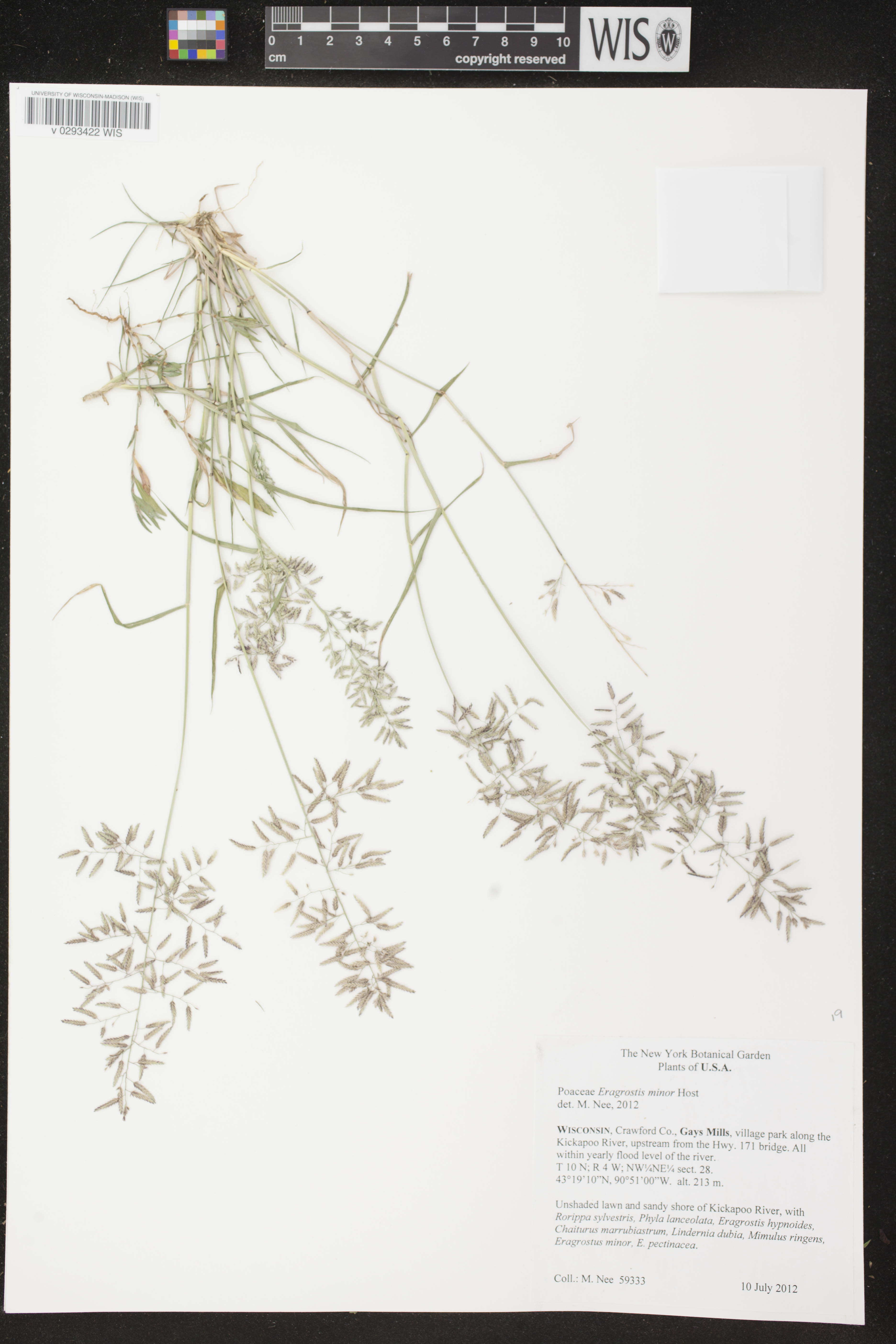 Eragrostis minor image