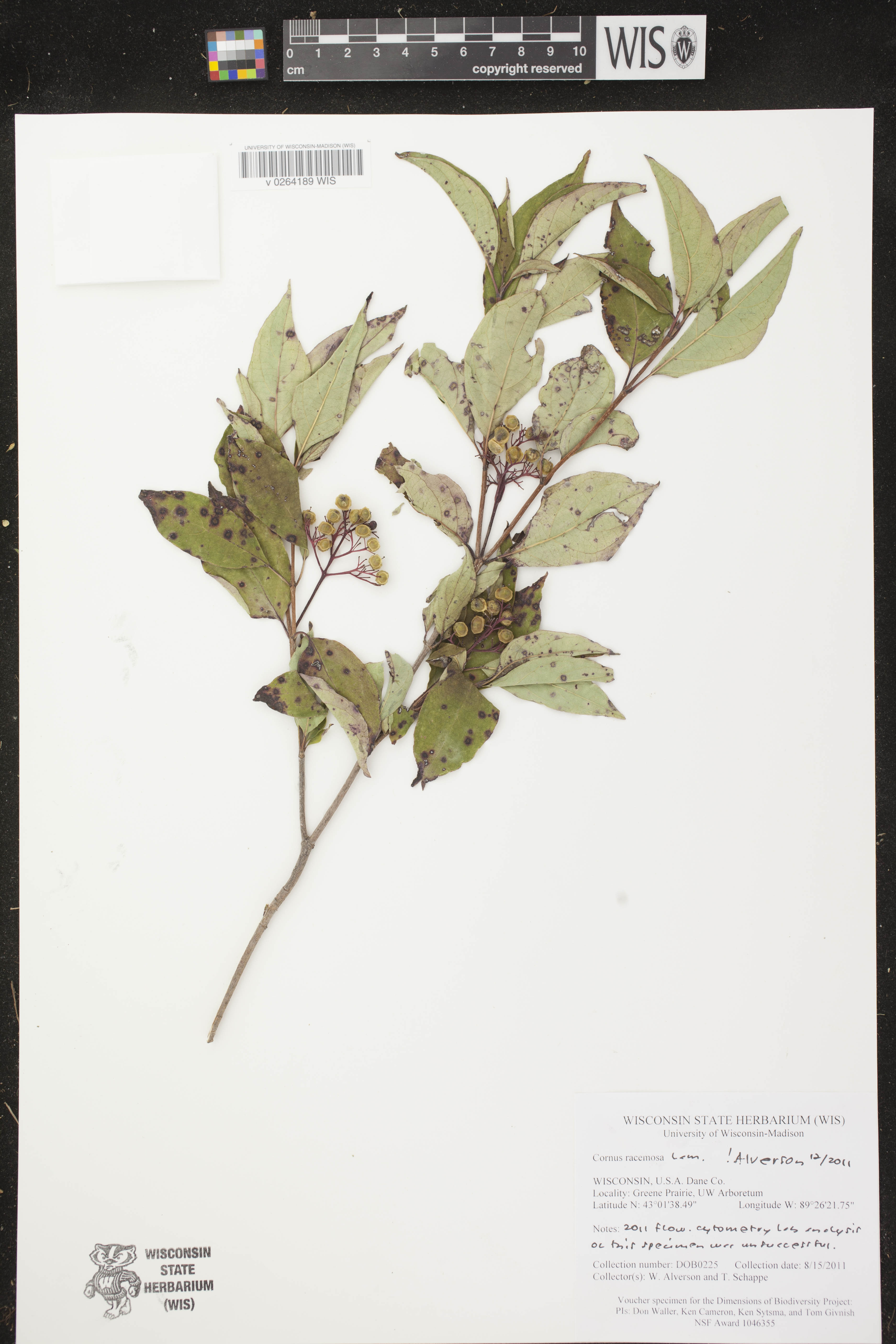 Cornus foemina subsp. racemosa image
