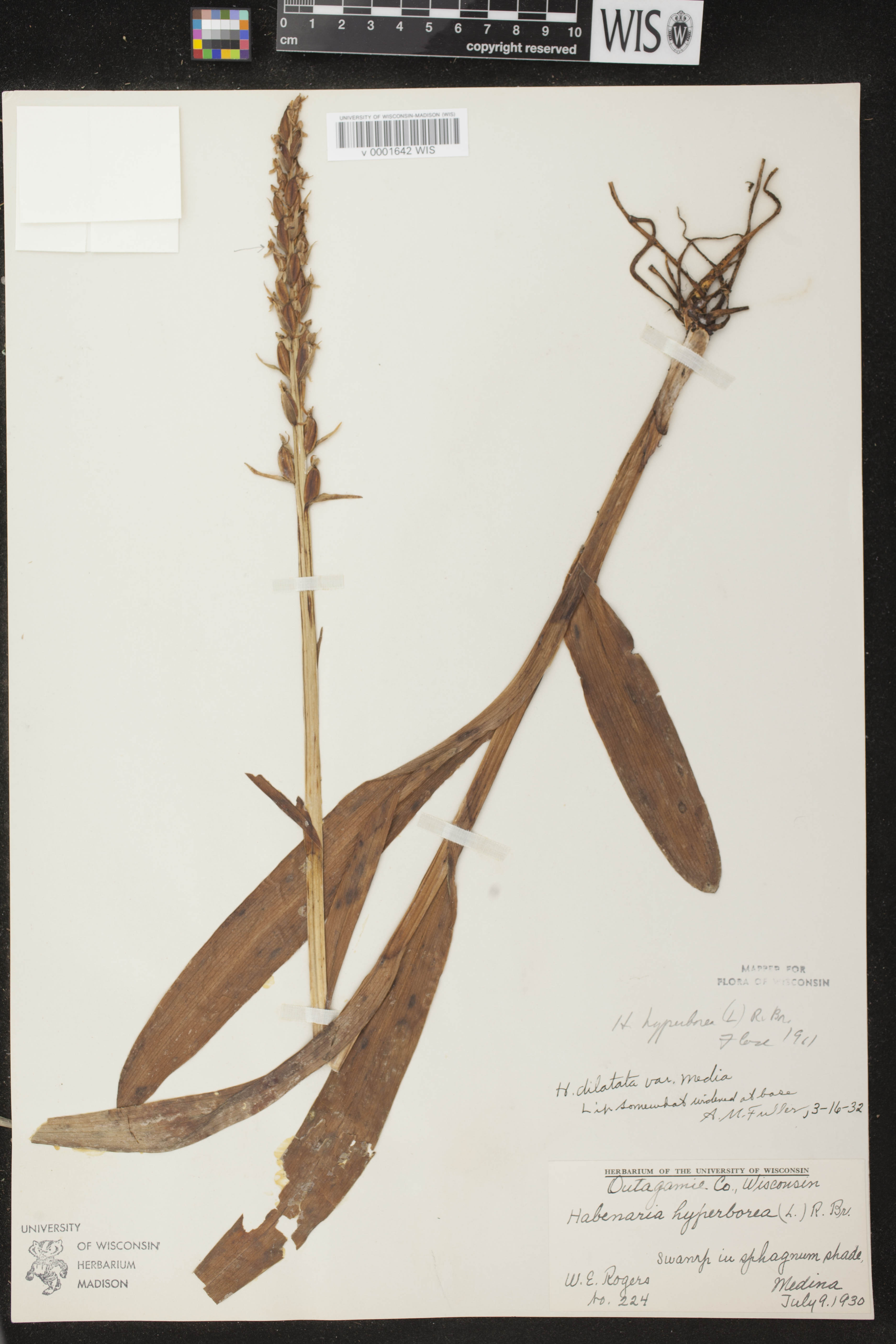 Platanthera huronensis image