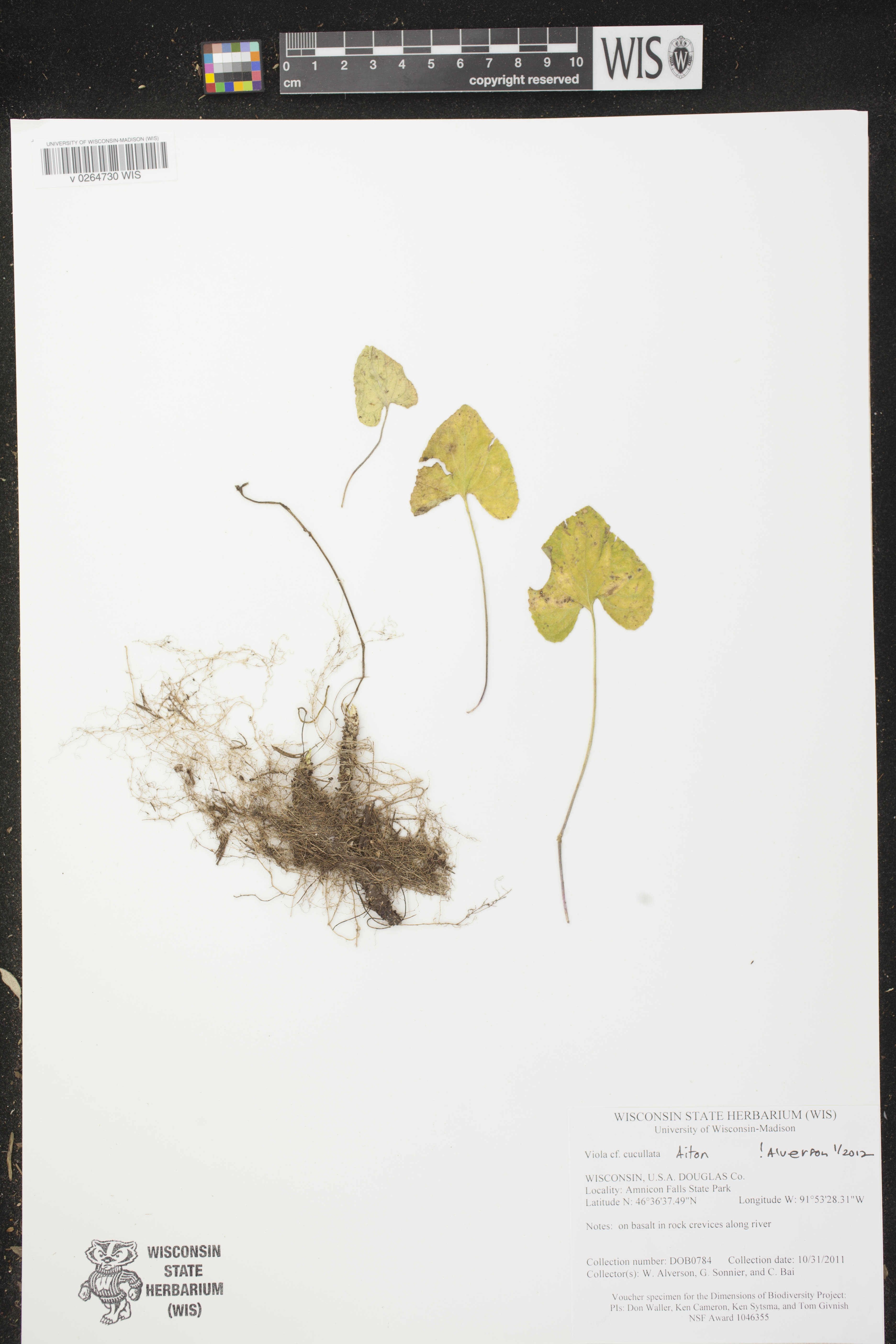 Viola cucullata image