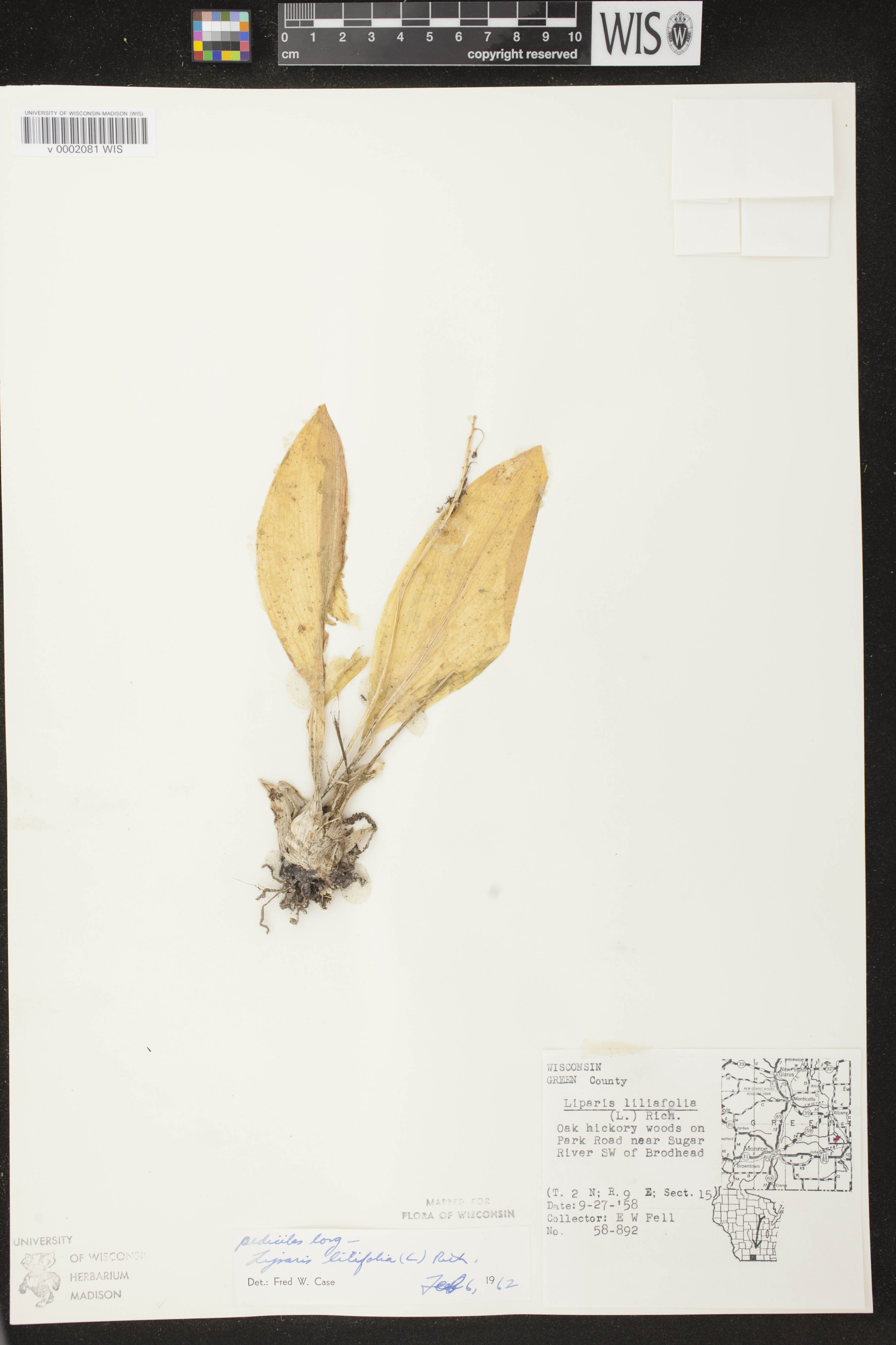 Liparis liliifolia image
