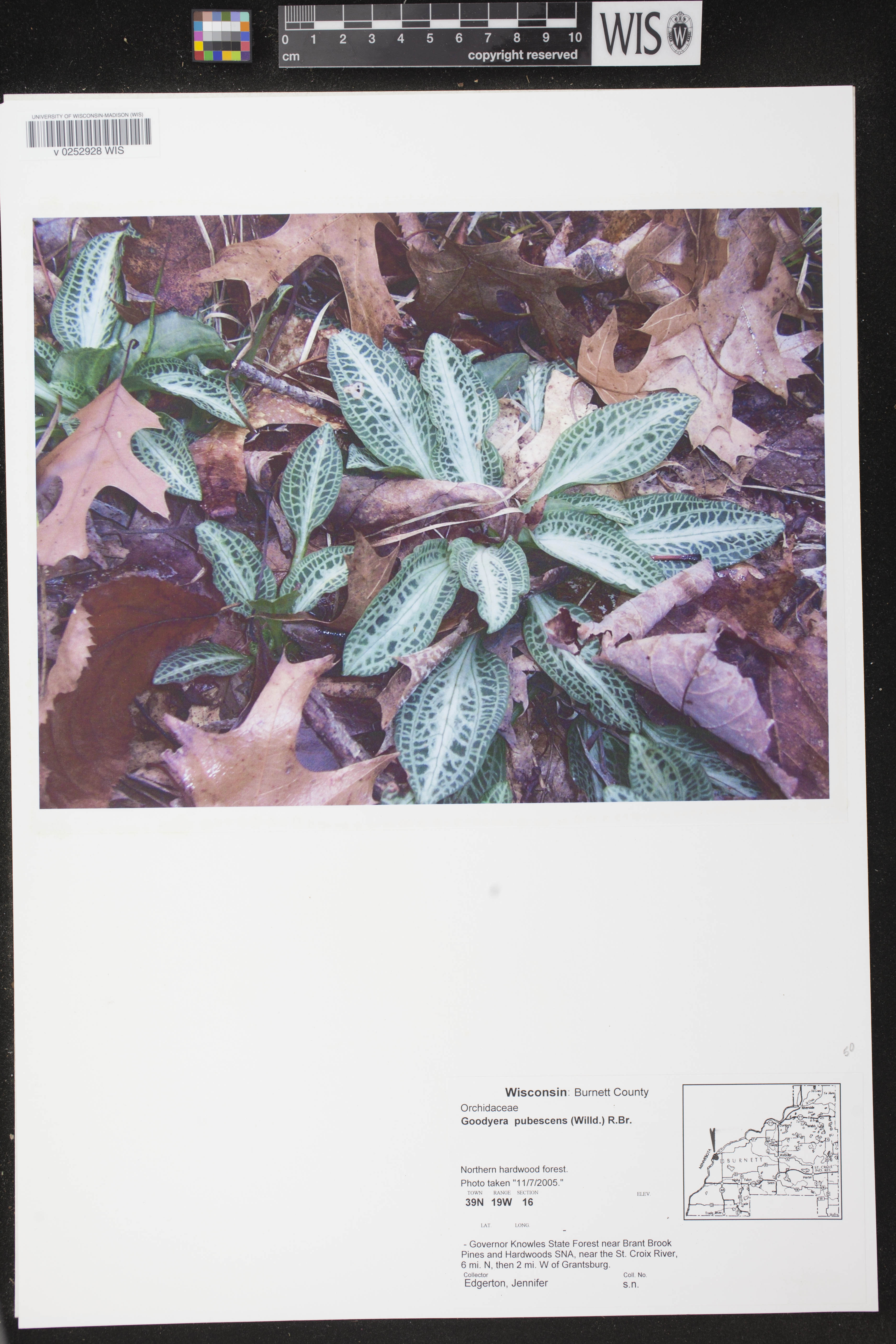Goodyera pubescens image