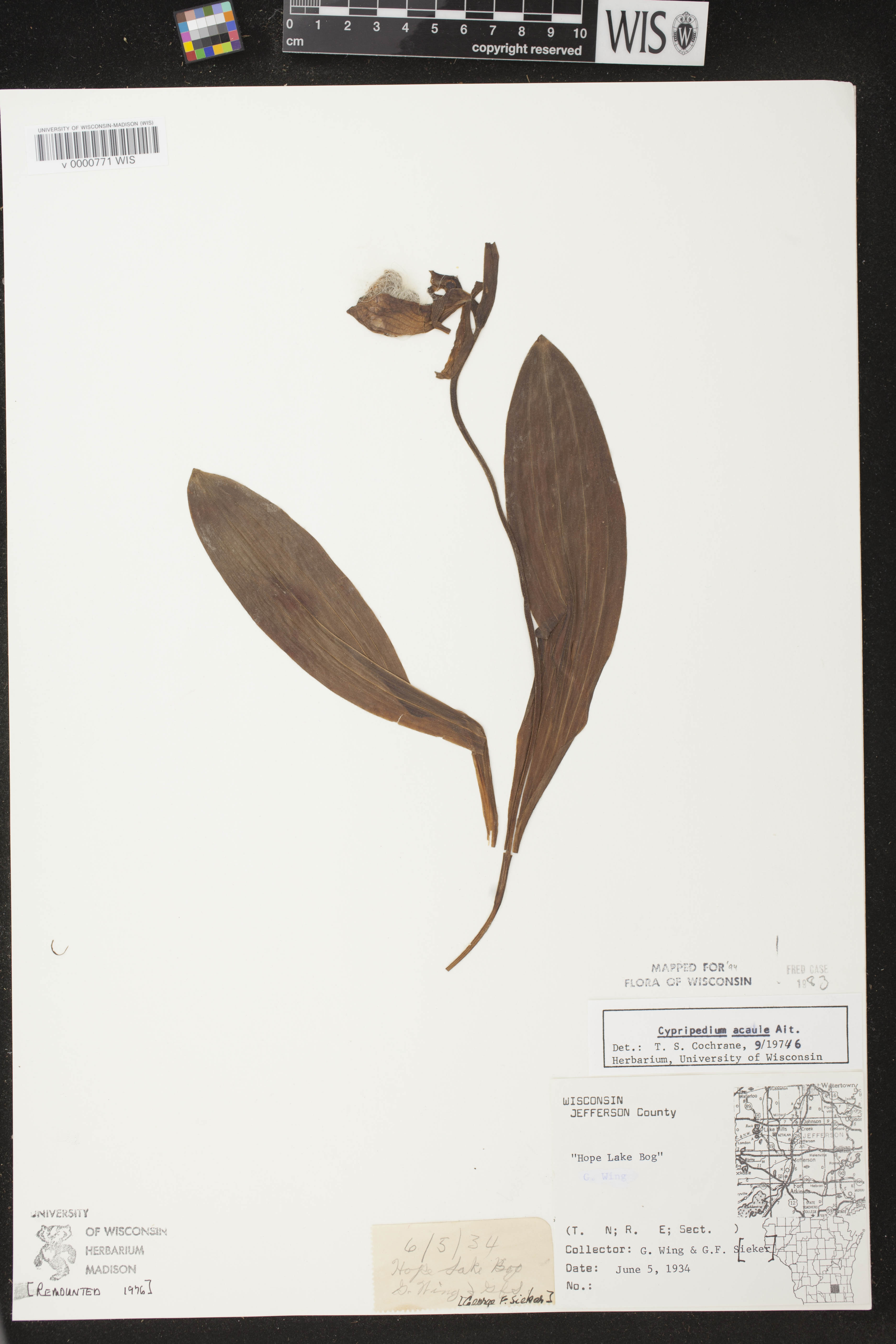 Cypripedium acaule image