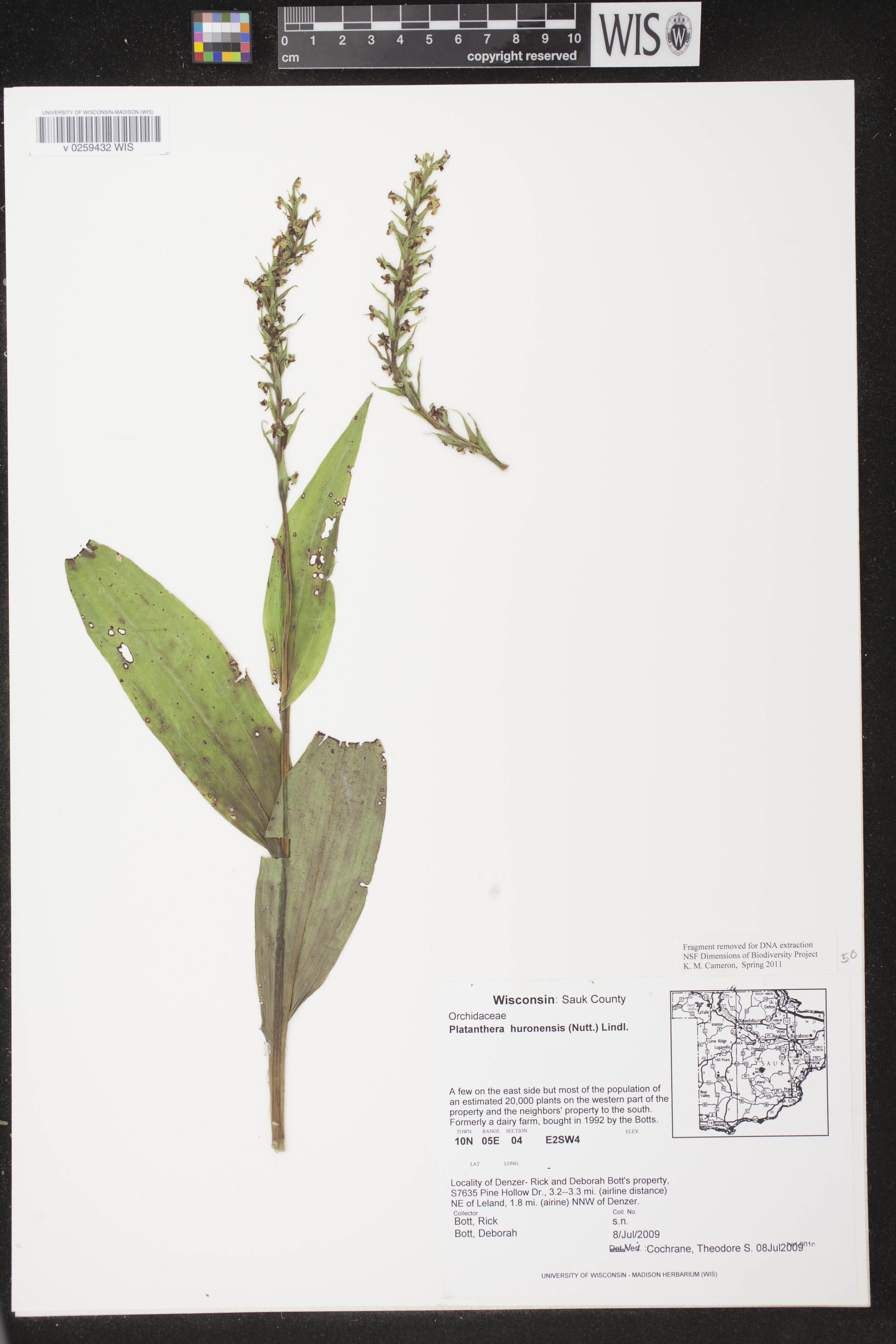 Platanthera huronensis image