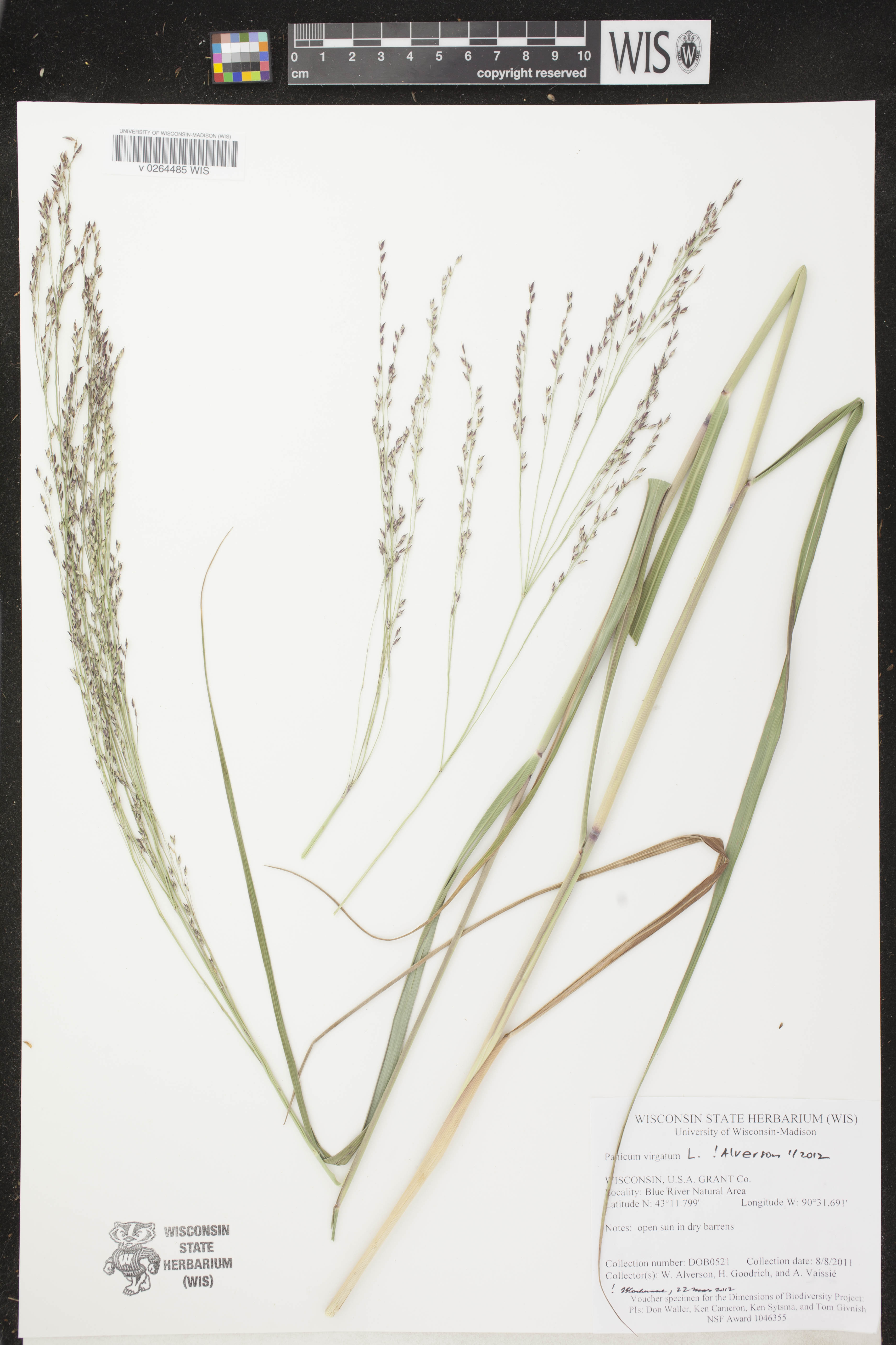 Panicum virgatum image