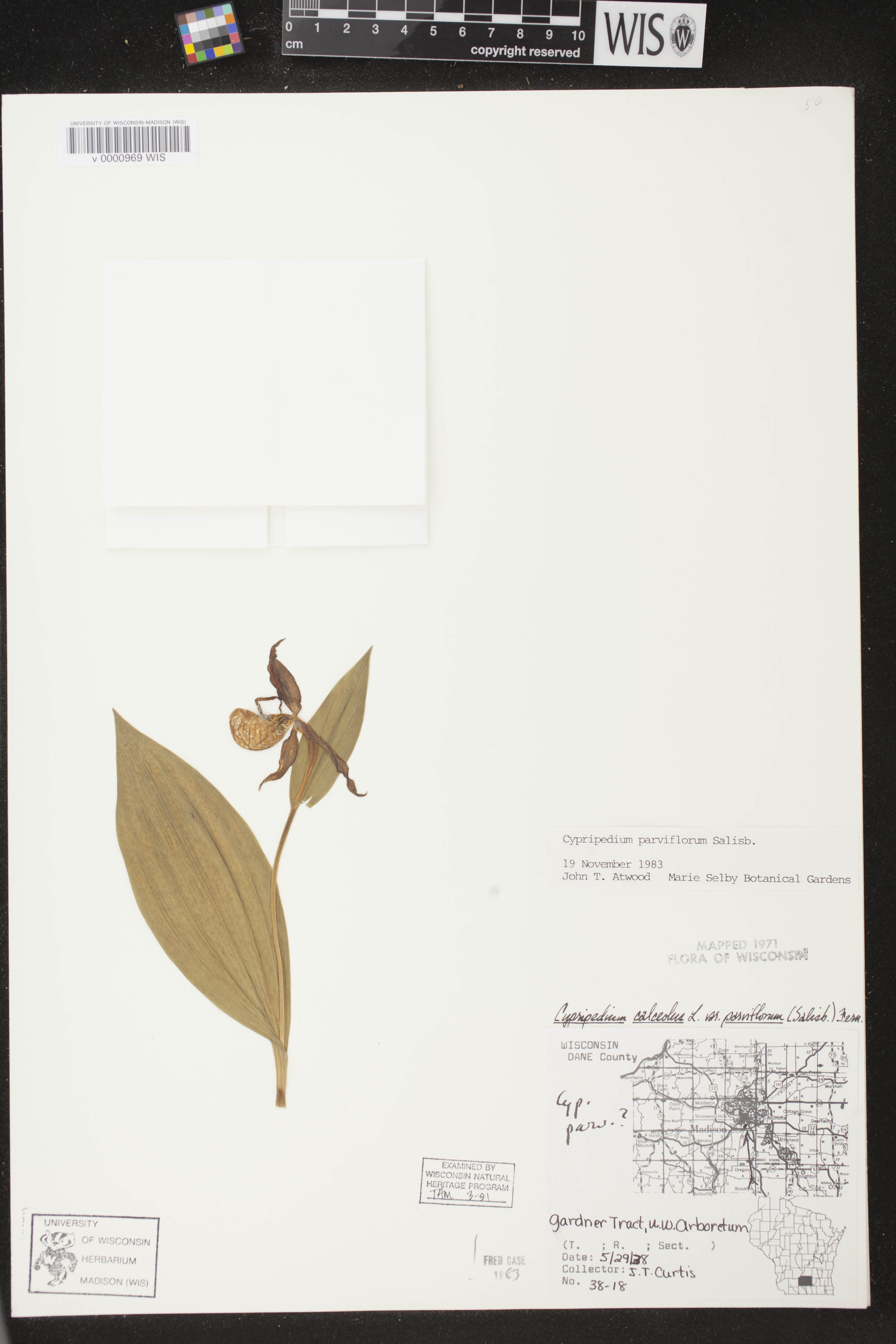 Cypripedium parviflorum image