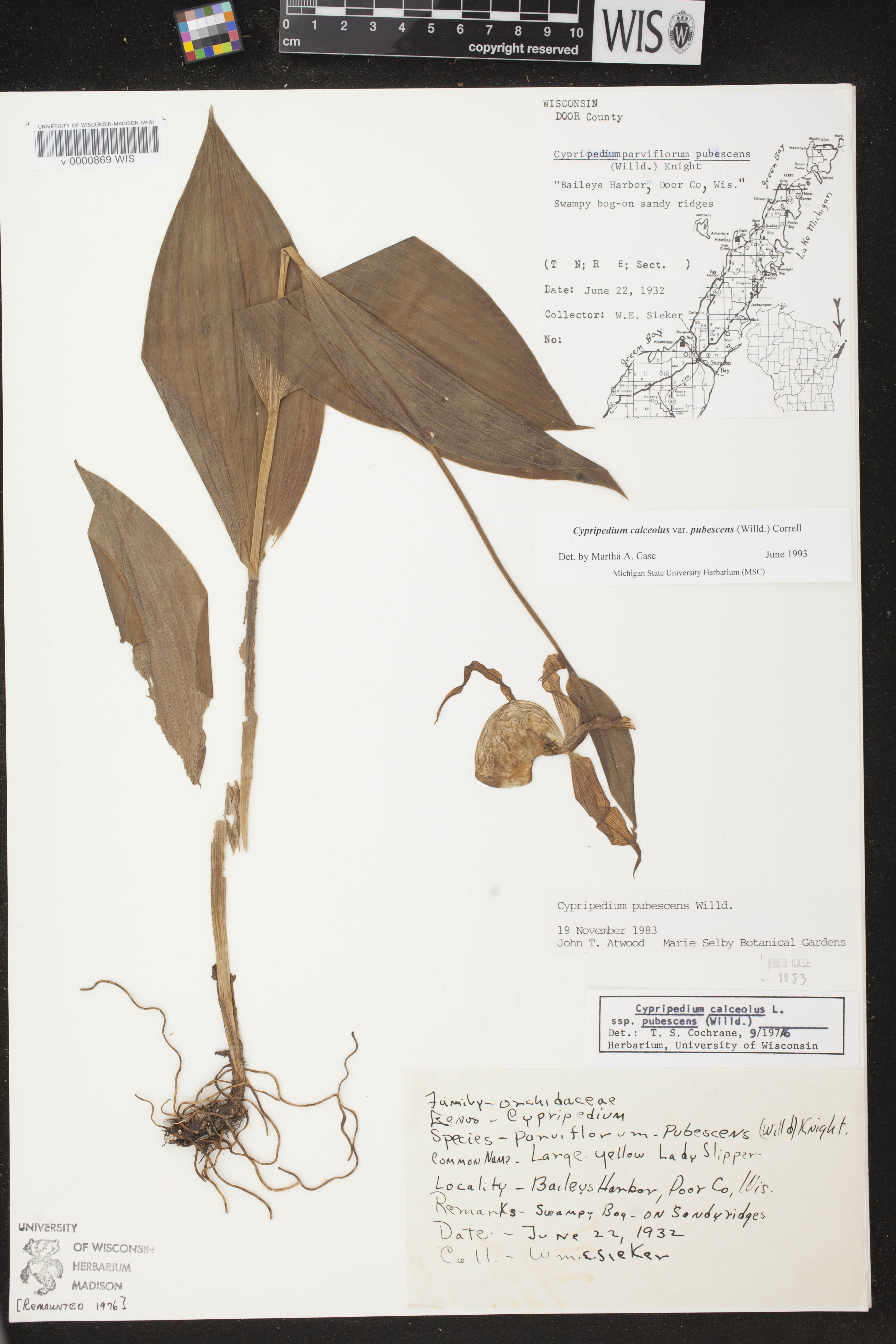 Cypripedium parviflorum image