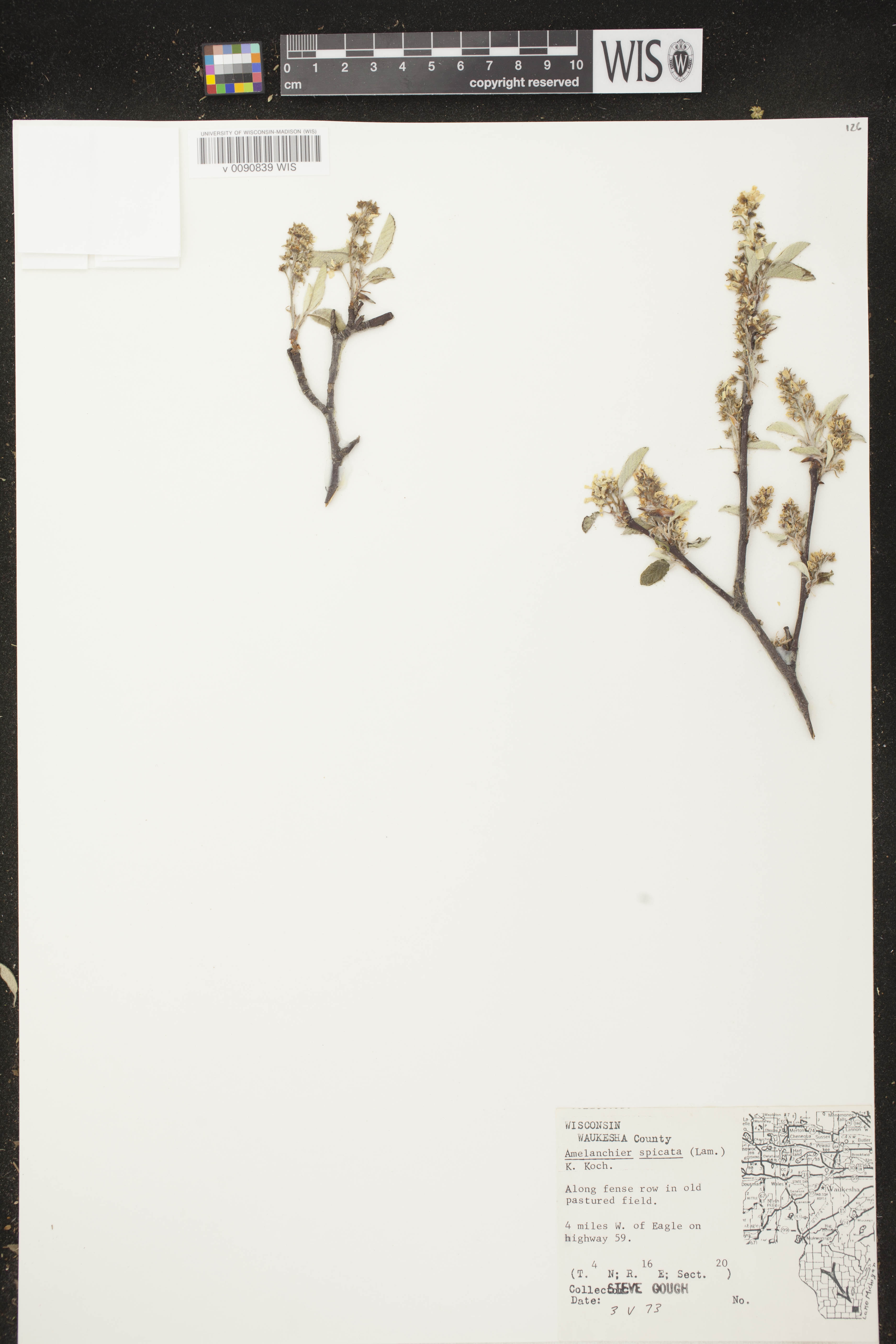 Amelanchier spicata image