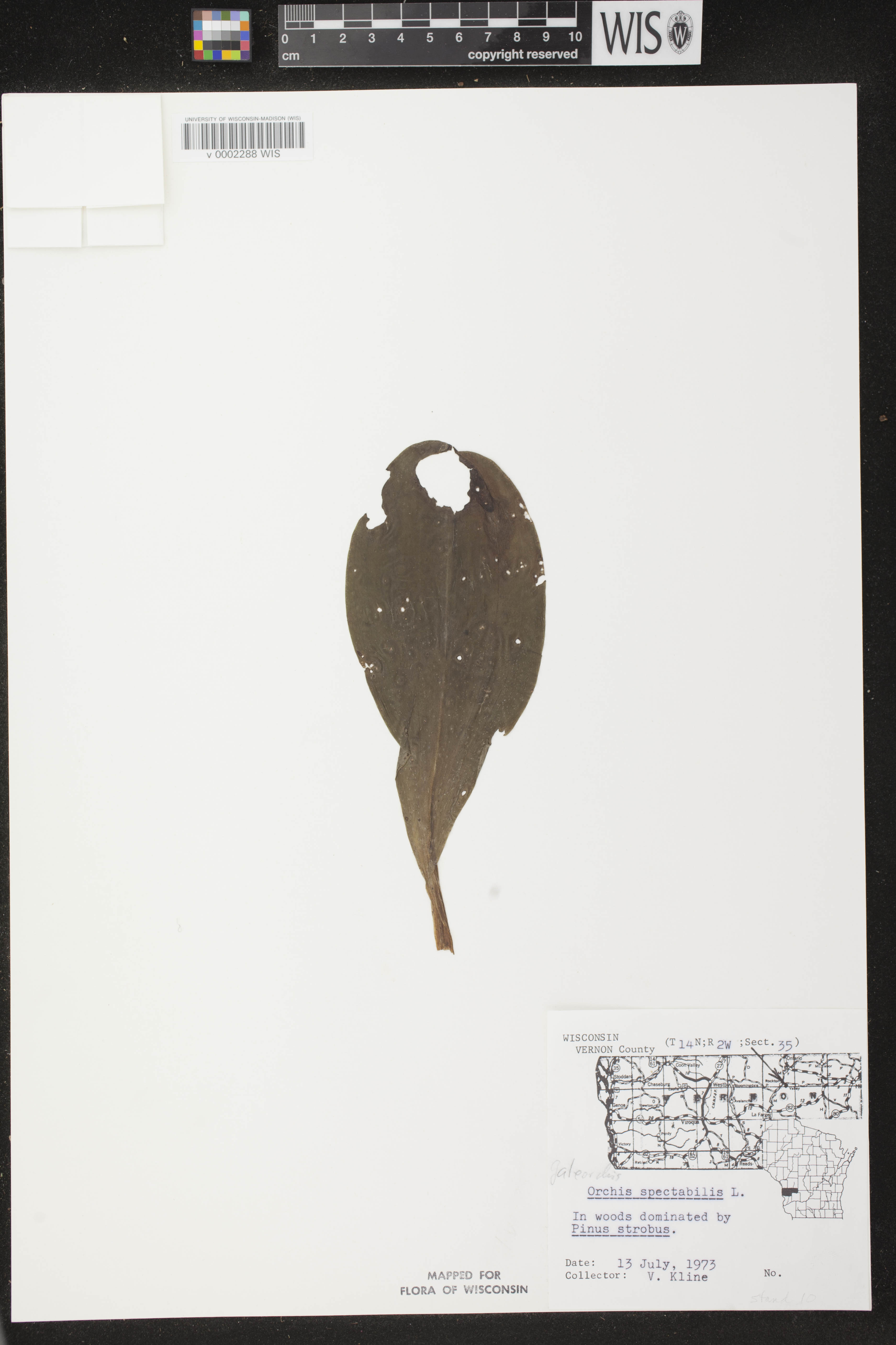 Galearis spectabilis image