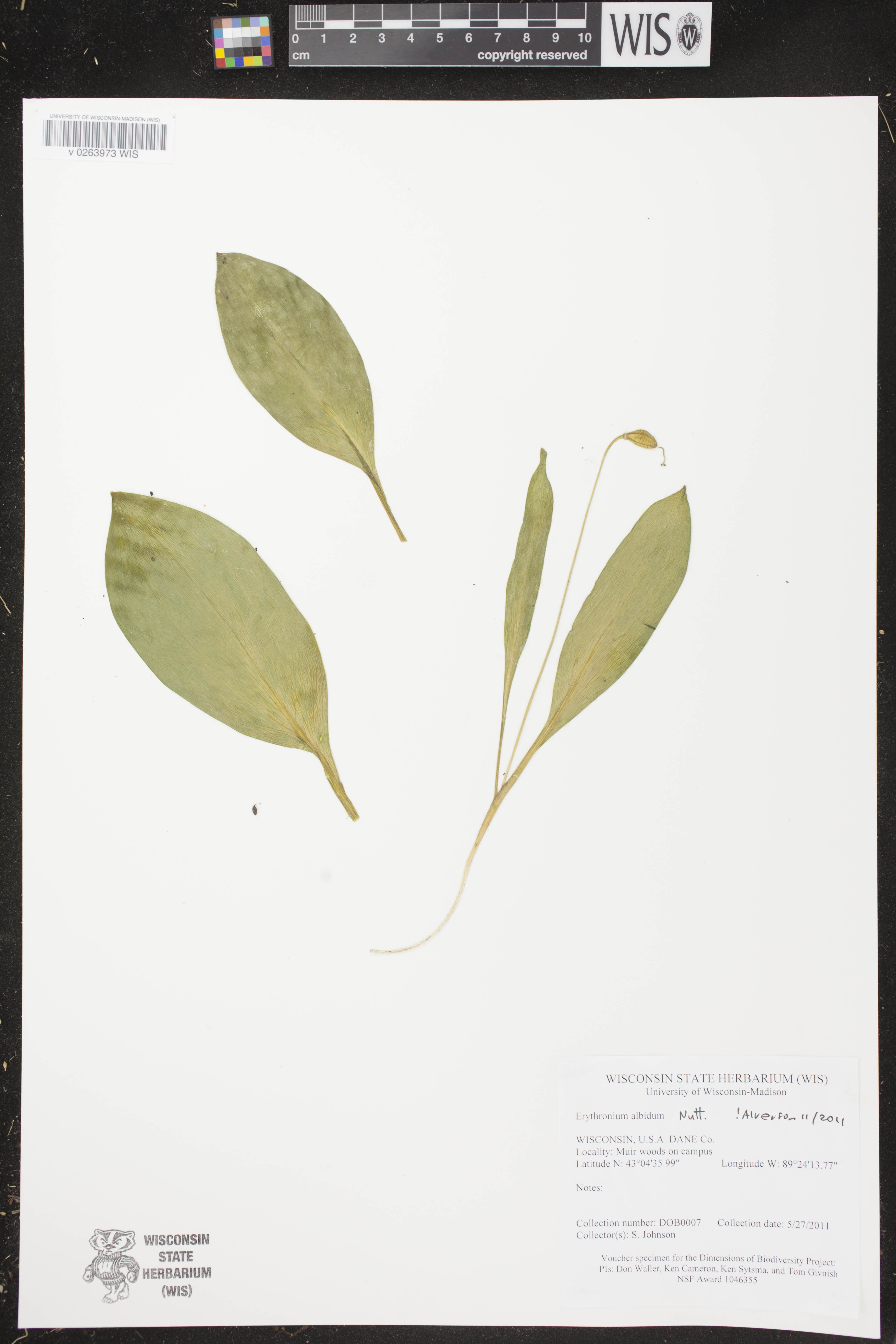 Erythronium albidum image